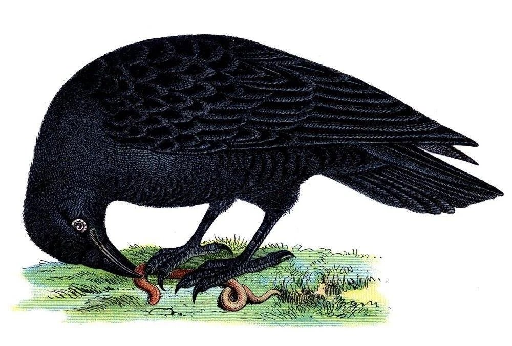 Grackle eating worms in 19th century illustration