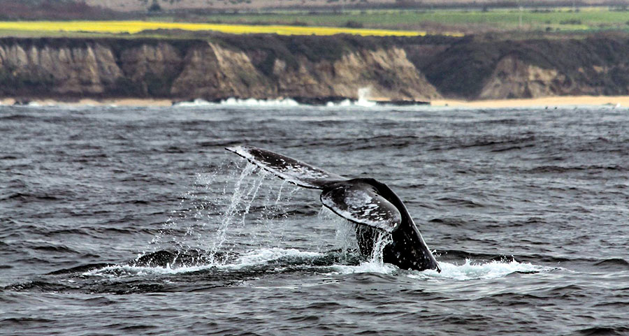 It’s Whale Watching Season at Half Moon Bay