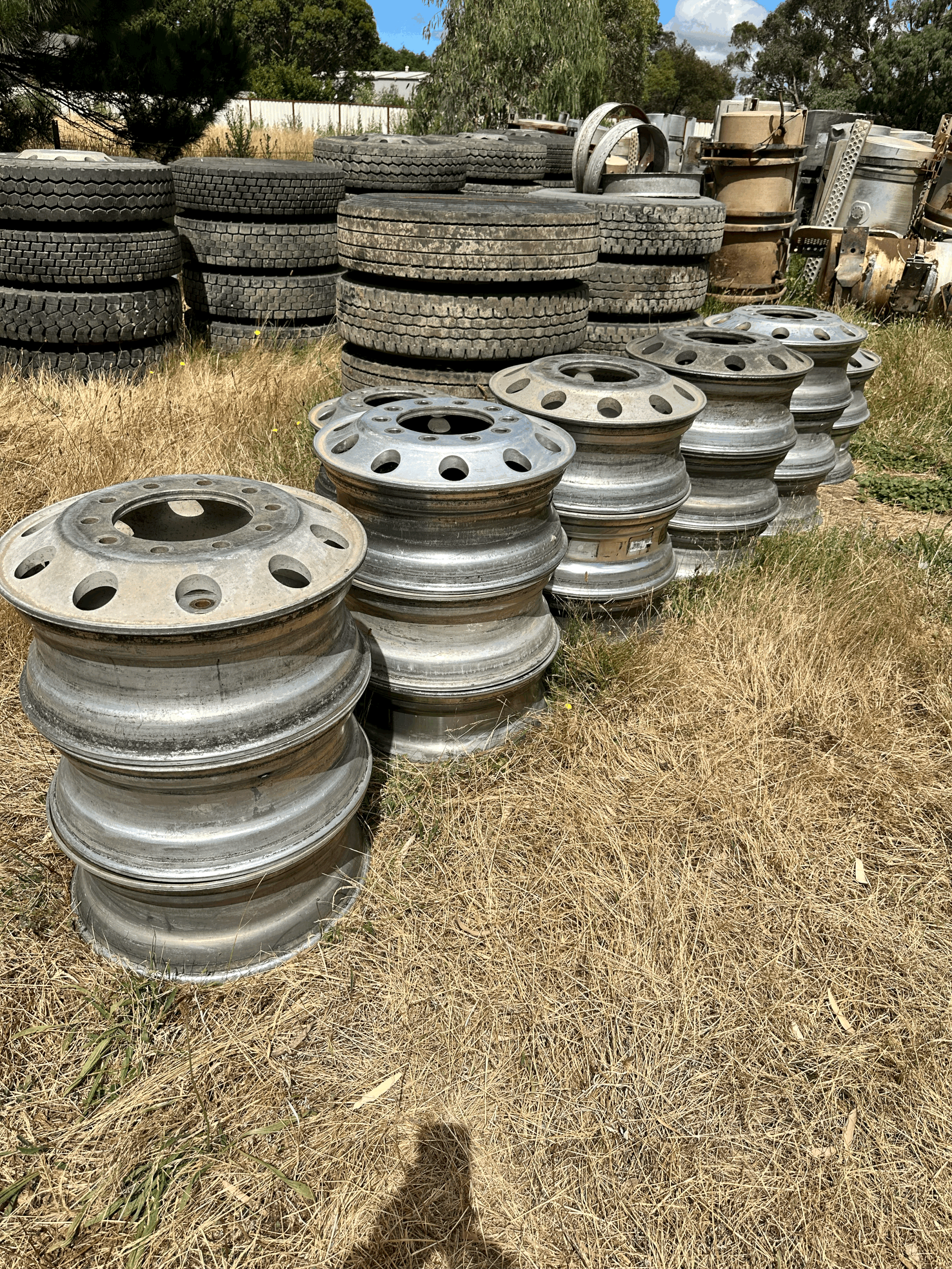 American steer rims (individual)
