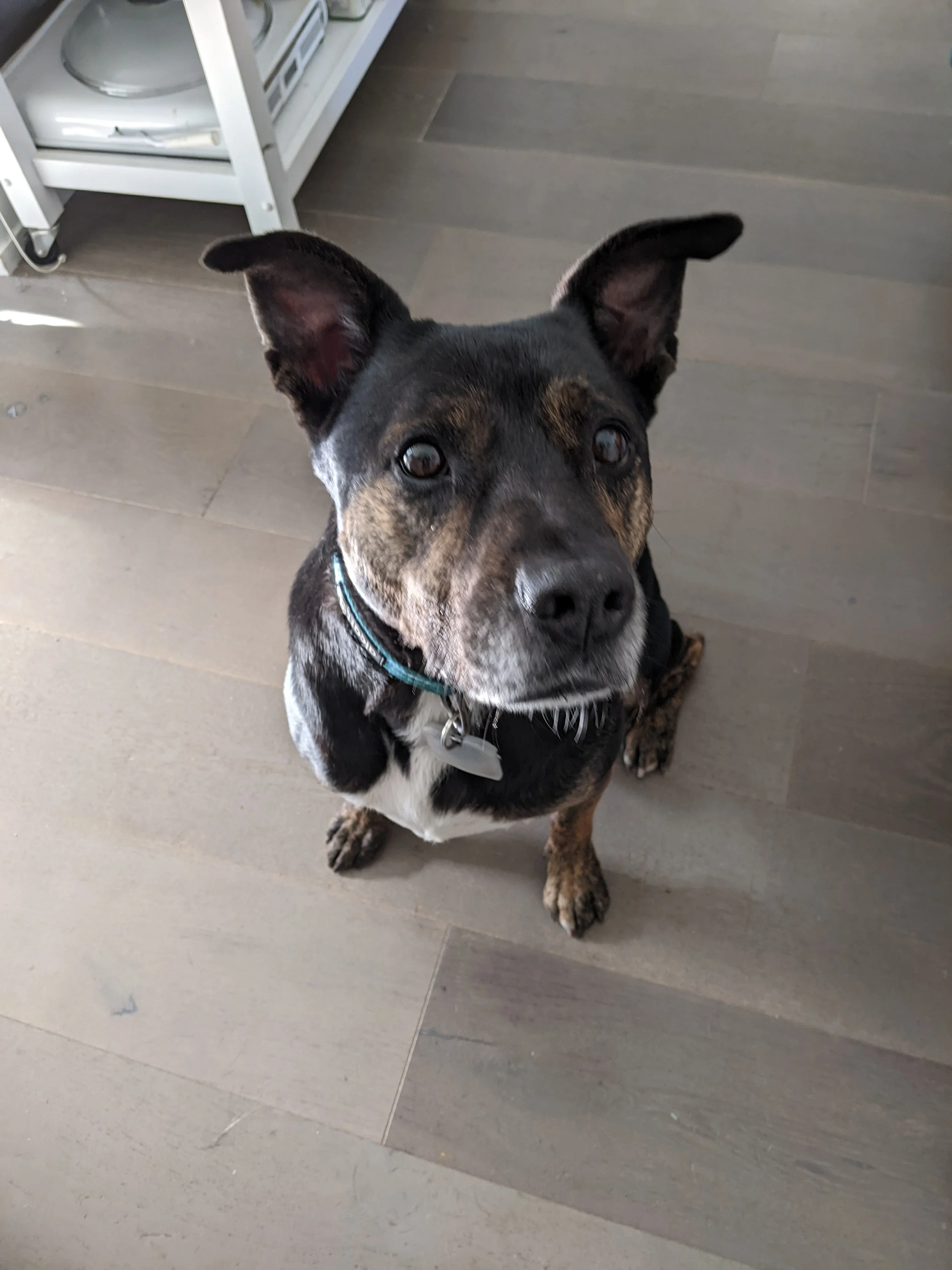 Ash is a medium-sized dog with black and brown on most of his body and white on his chest and belly. He is sitting on a wooden floor looking up at the camera with perked ears that slightly flop at the tips. He is wearing a blue collar.