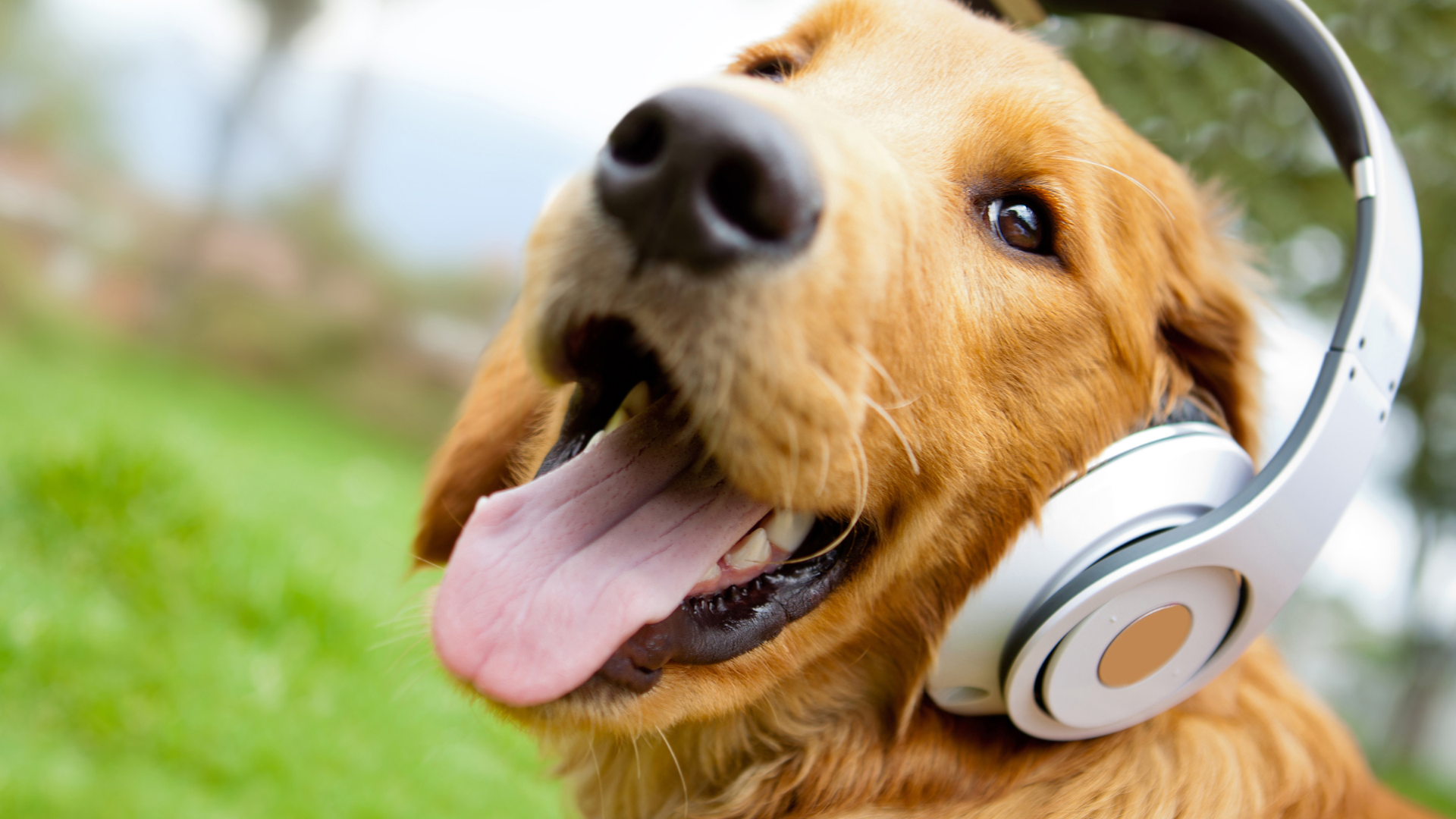 A golden retriever is looking toward the camera wearing a pair of white headphones. The retriever's mouth is gentle open with tongue slightly out and eyes in relaxed almond shapes.
