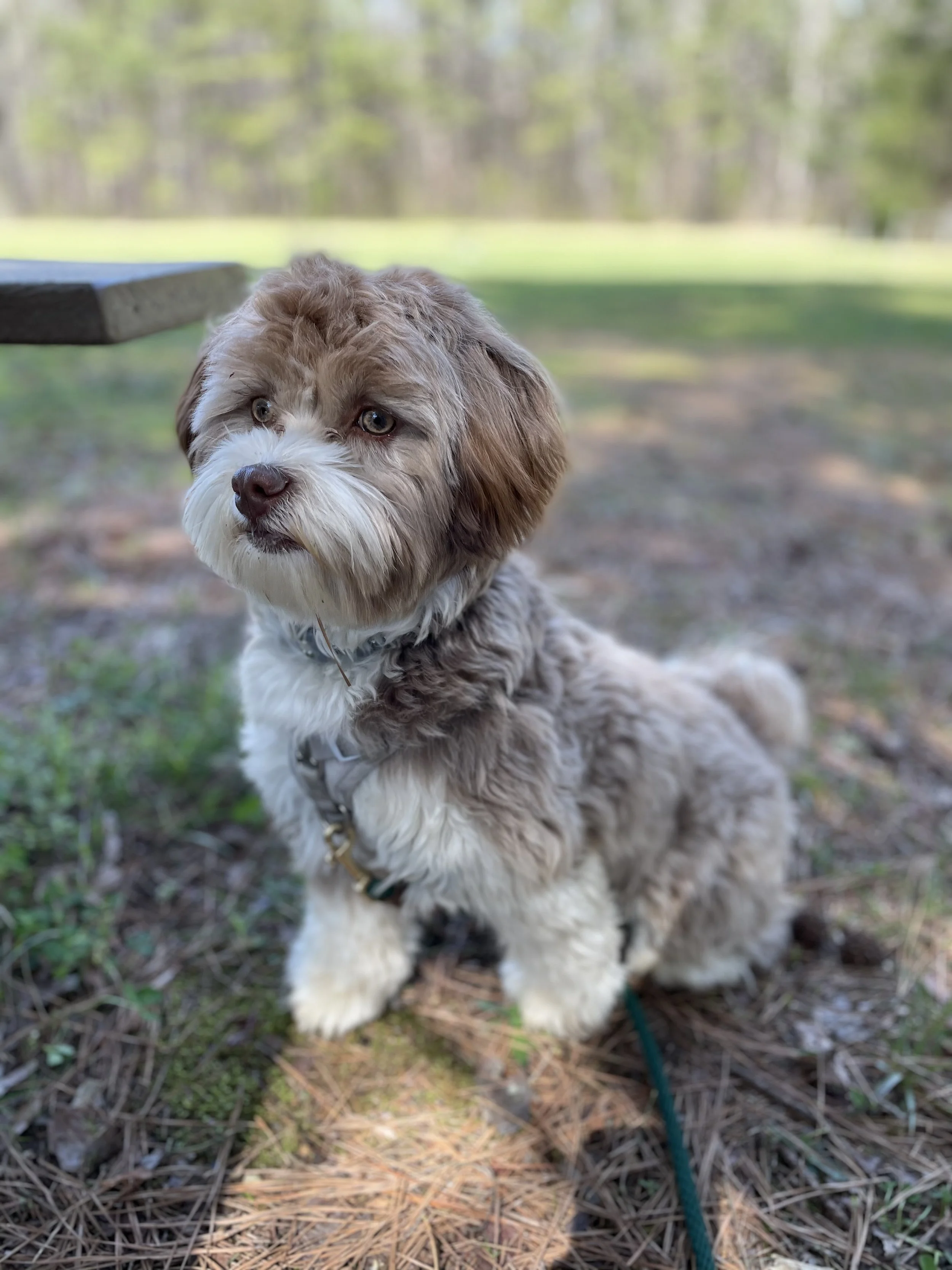 Vigo the dog is a small white, tan, and brown dog with medium-length well-groomed hair. He is sitting on the ground outside with some grass and dirt looking directly at the camera.