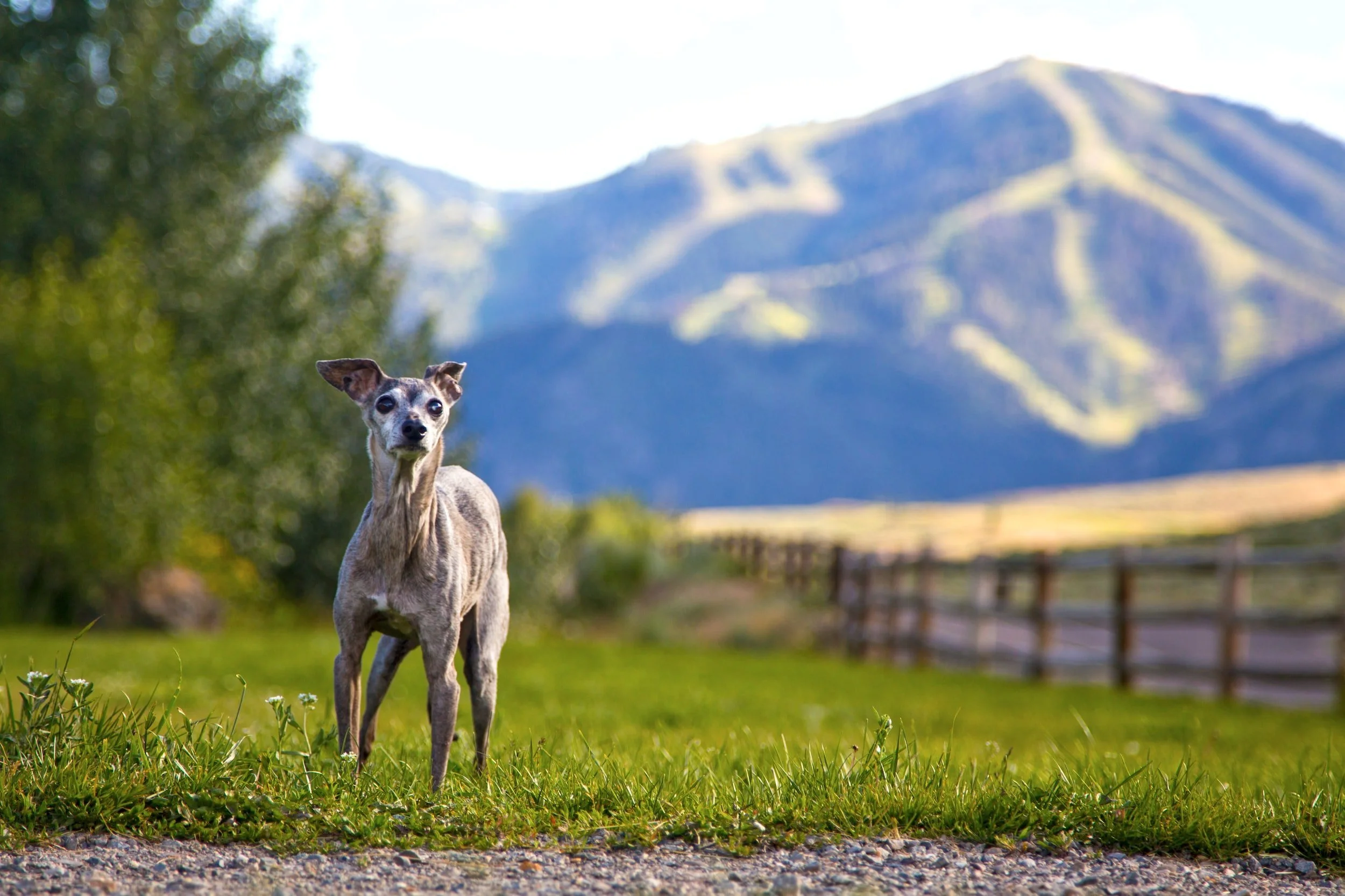 Should my older dog be assessed for separation anxiety?