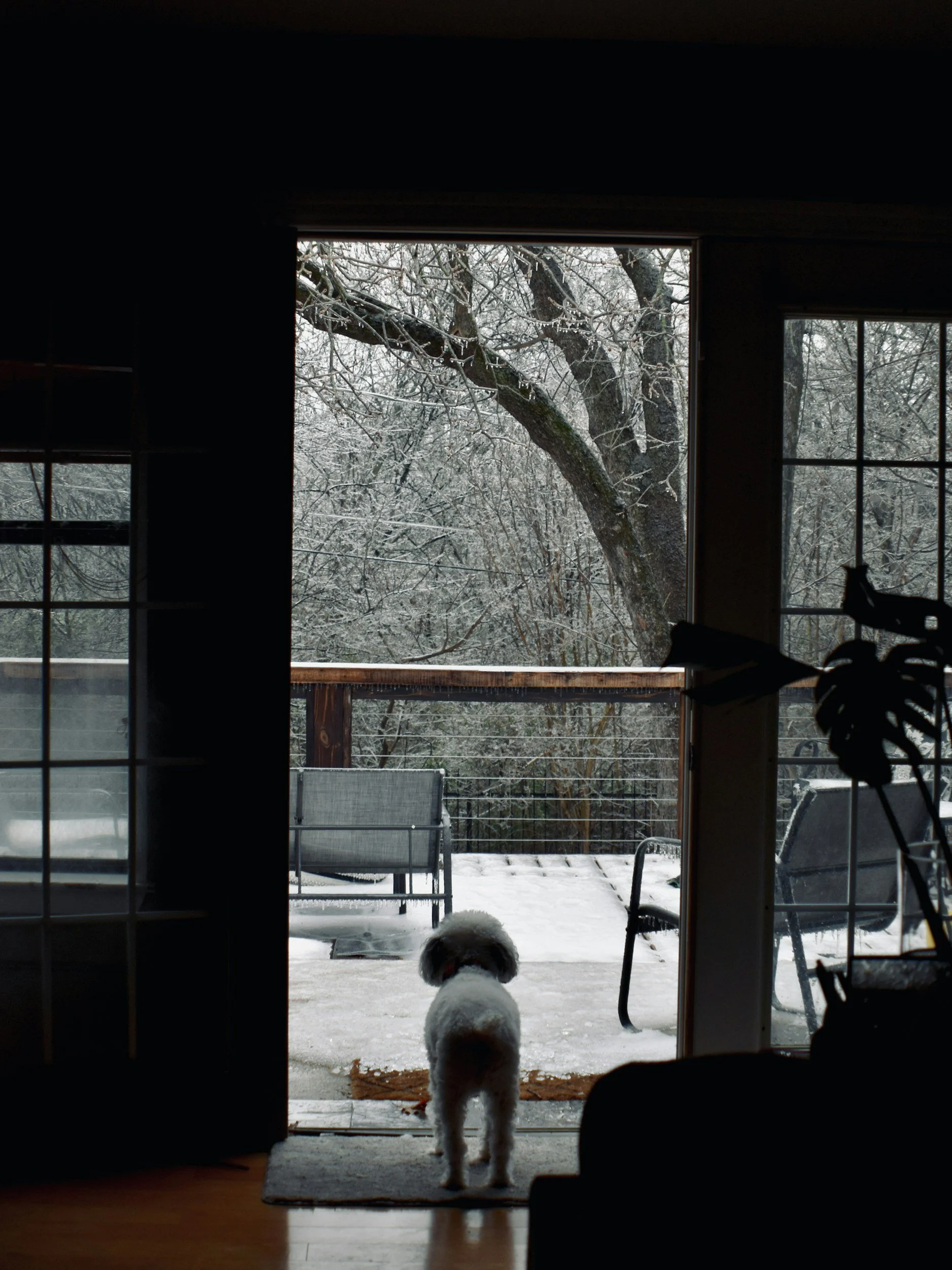A small white dog inside of a house looks out a glass door at a snow-covered wooden deck and trees.