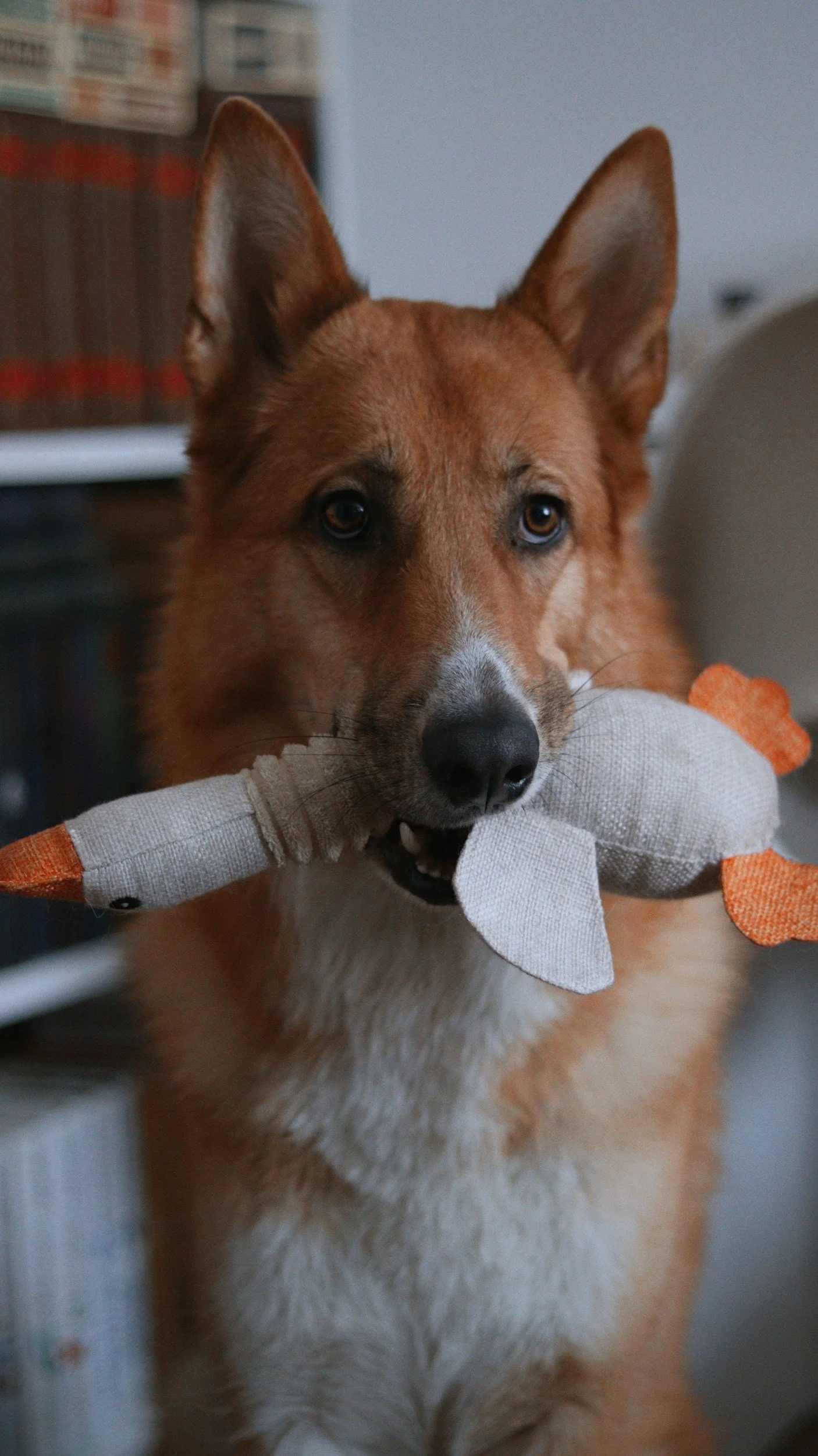 A large white and honey tan dog stands in front of a bookshelf holding a white and orange duck stuffy in its mouth.