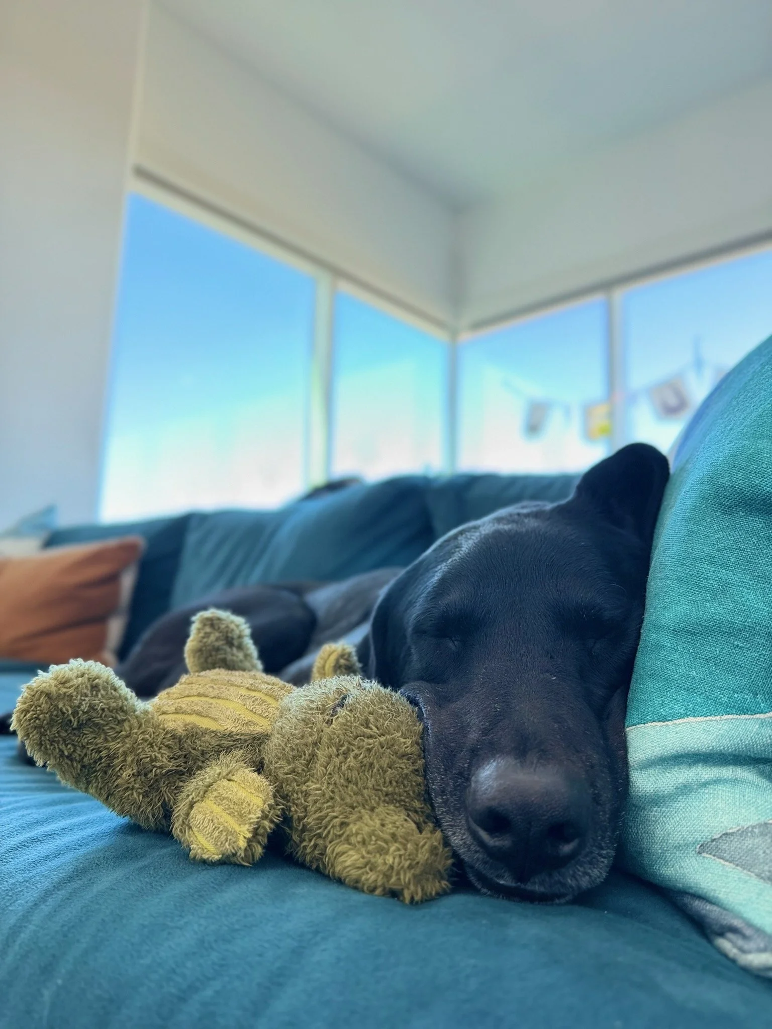 A black lab dog named Morris is laying down on a blue couch with his head rested and eyes closed. His head is leaned against a turquoise pillow on the right and a green frog plushy toy on his left.