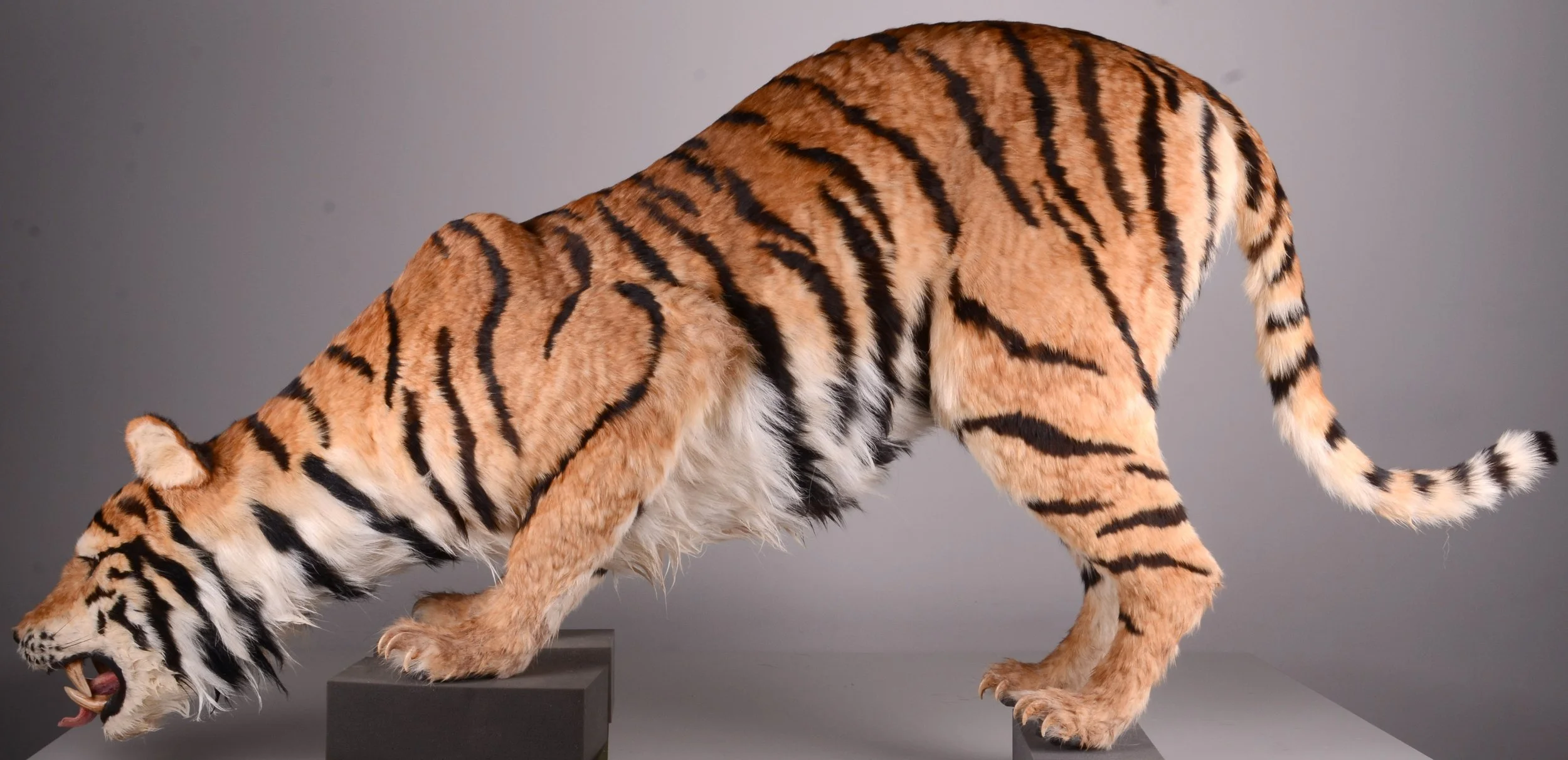 Sculpture Technician - photography of 99 animals, CAI exhibition