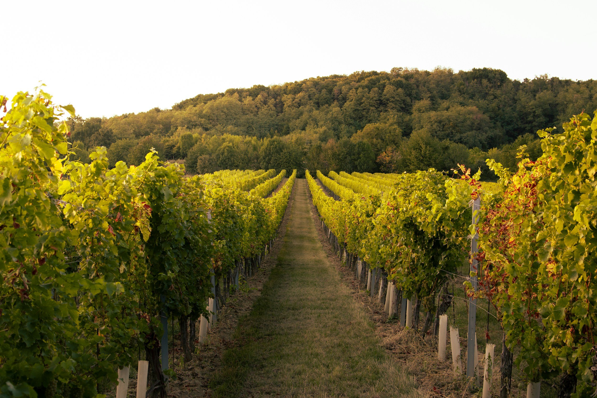 Vineyard with rows of grapevines leading to a green hill in the background