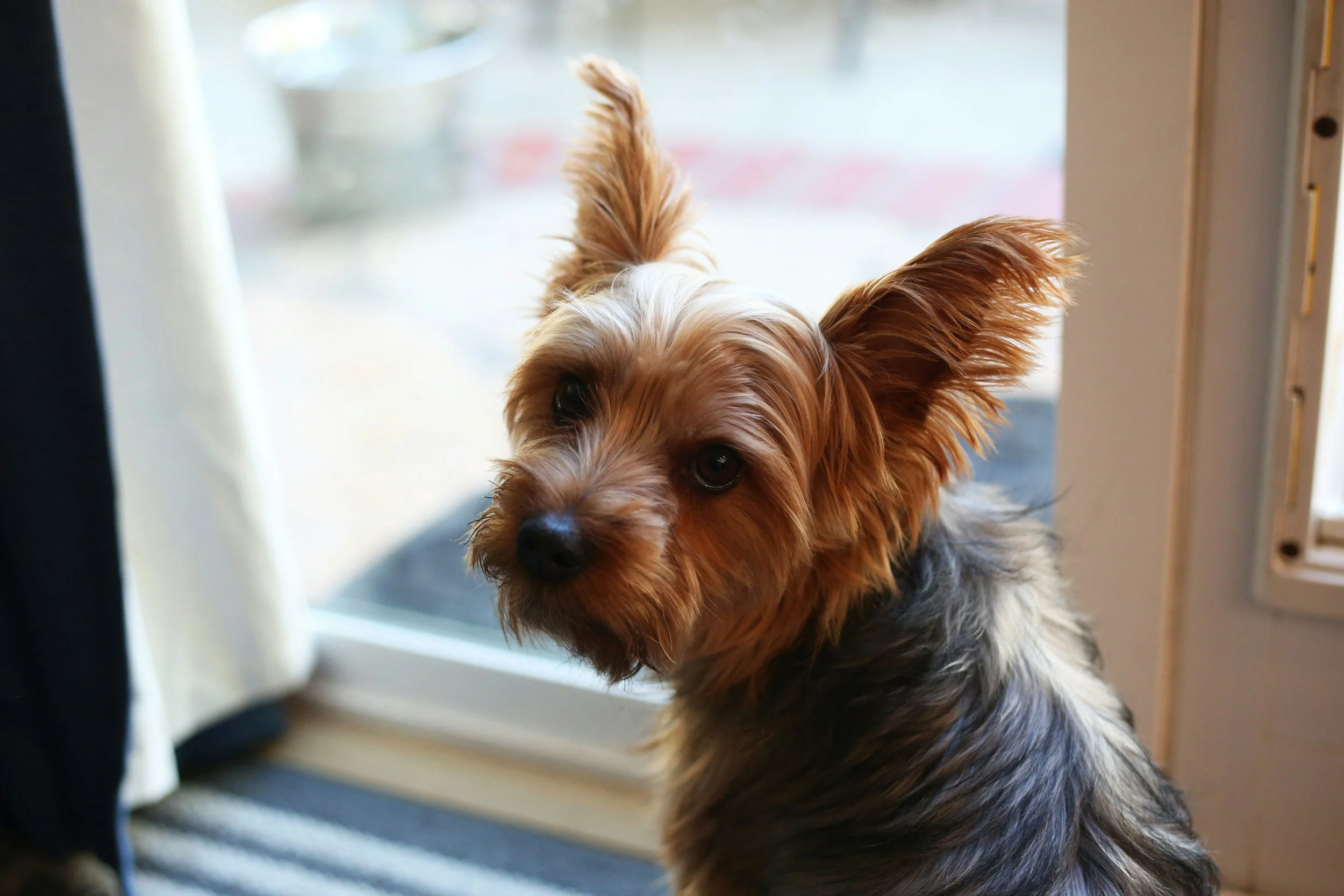 A small mixed breed dog with large ears and a brown, black, and gray coat sitting near a glass door indoors.