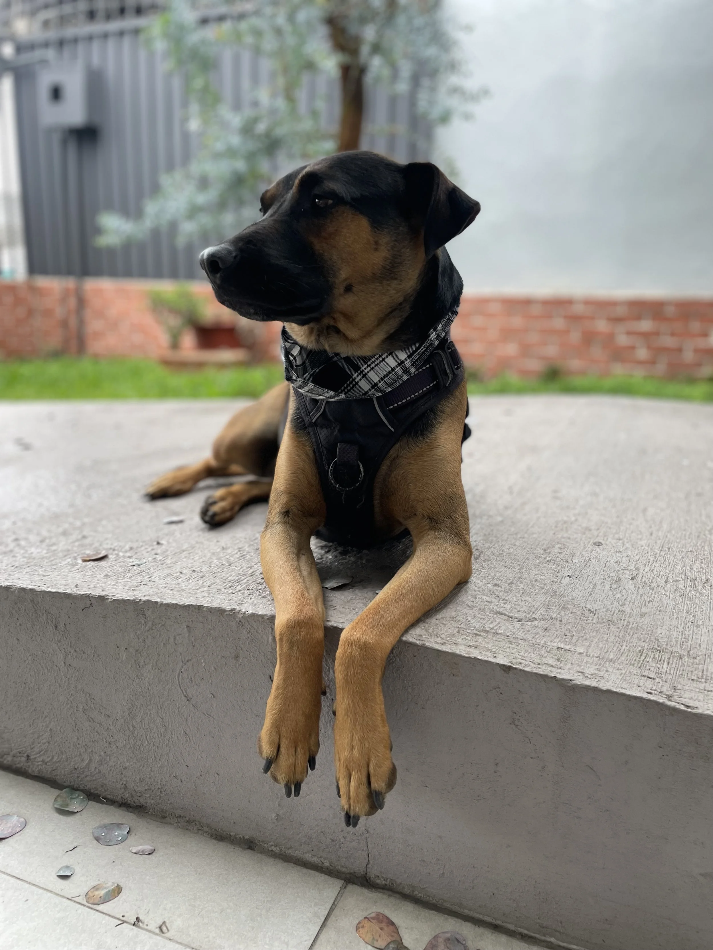 orión, UN BUEN PERRO