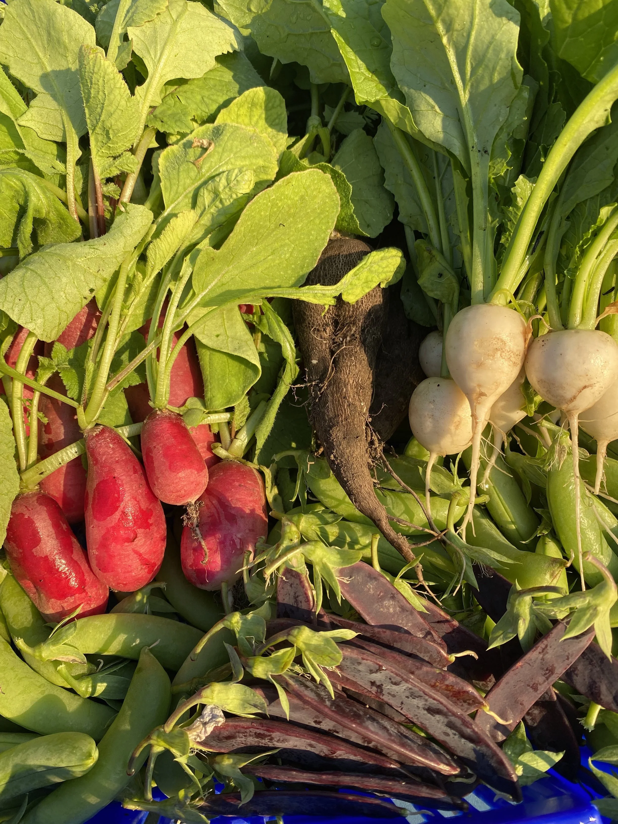 CSA Full Membership-20 weeks of Produce @ ONLY $40/box!