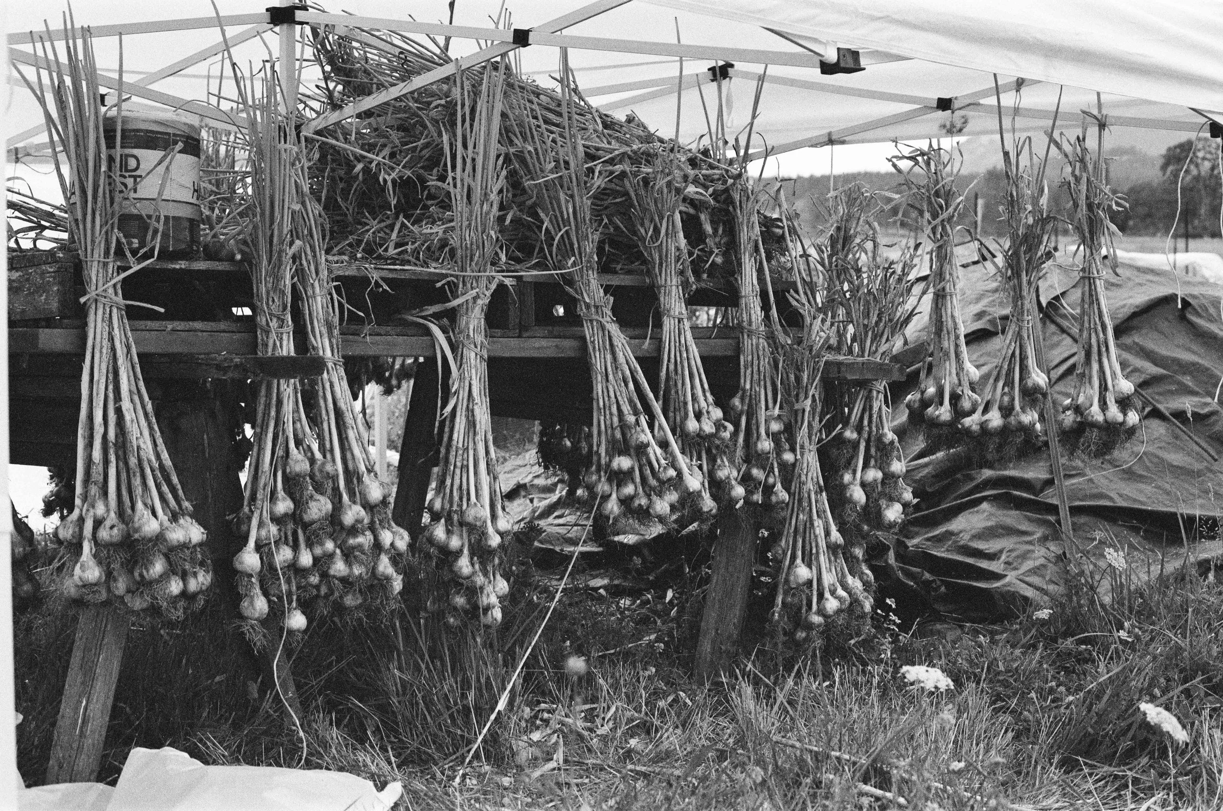 Bunches of garlic hanging to dry beneath a canopy outdoors.