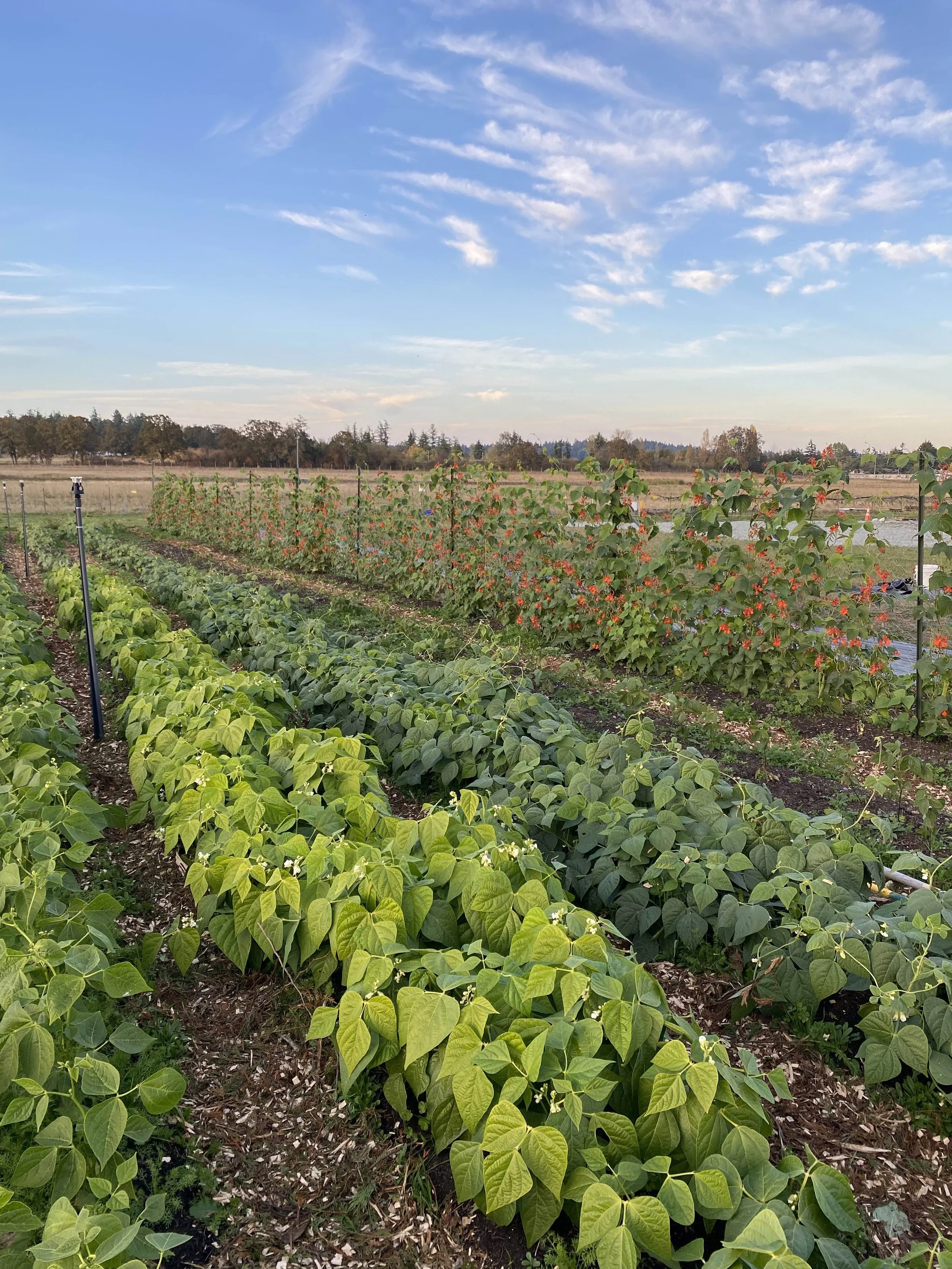Testbed Farm's plot with rows of green leafy beans and flowering plants under a blue sky with scattered clouds.