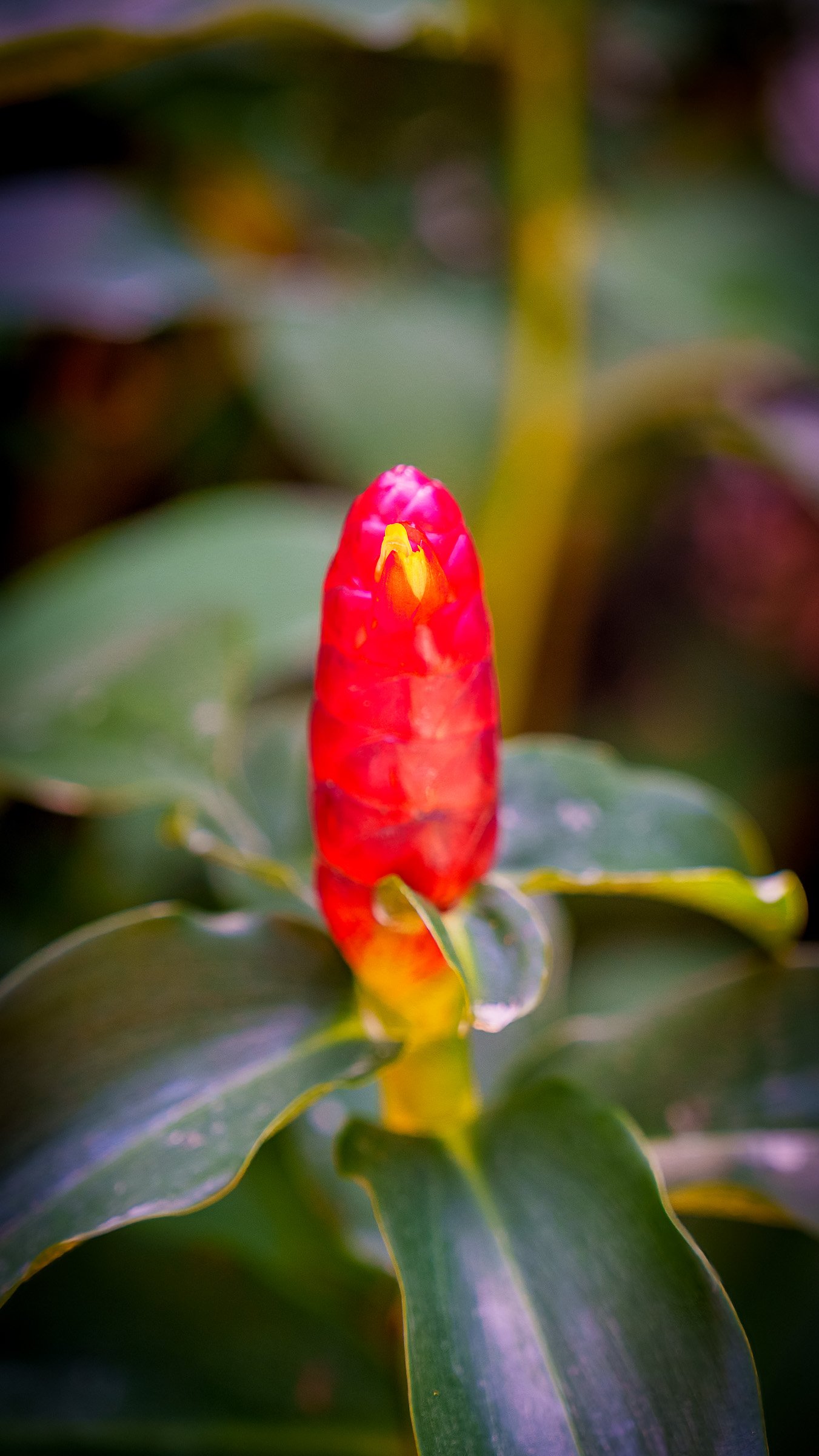 A7406963-Edit.jpg