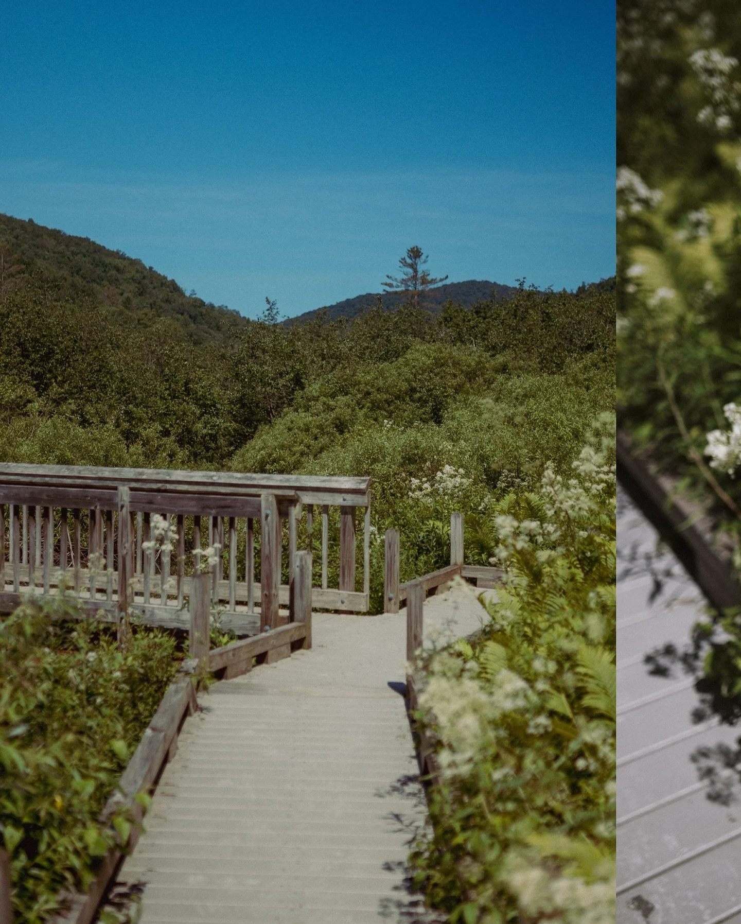 Side quest snags before a wedding 📸, I need more nature photography in my life. Give me some spots in comments or DM to keep em hidden ha! 

#vermont #photography #waterfalls #naturephotography #summer