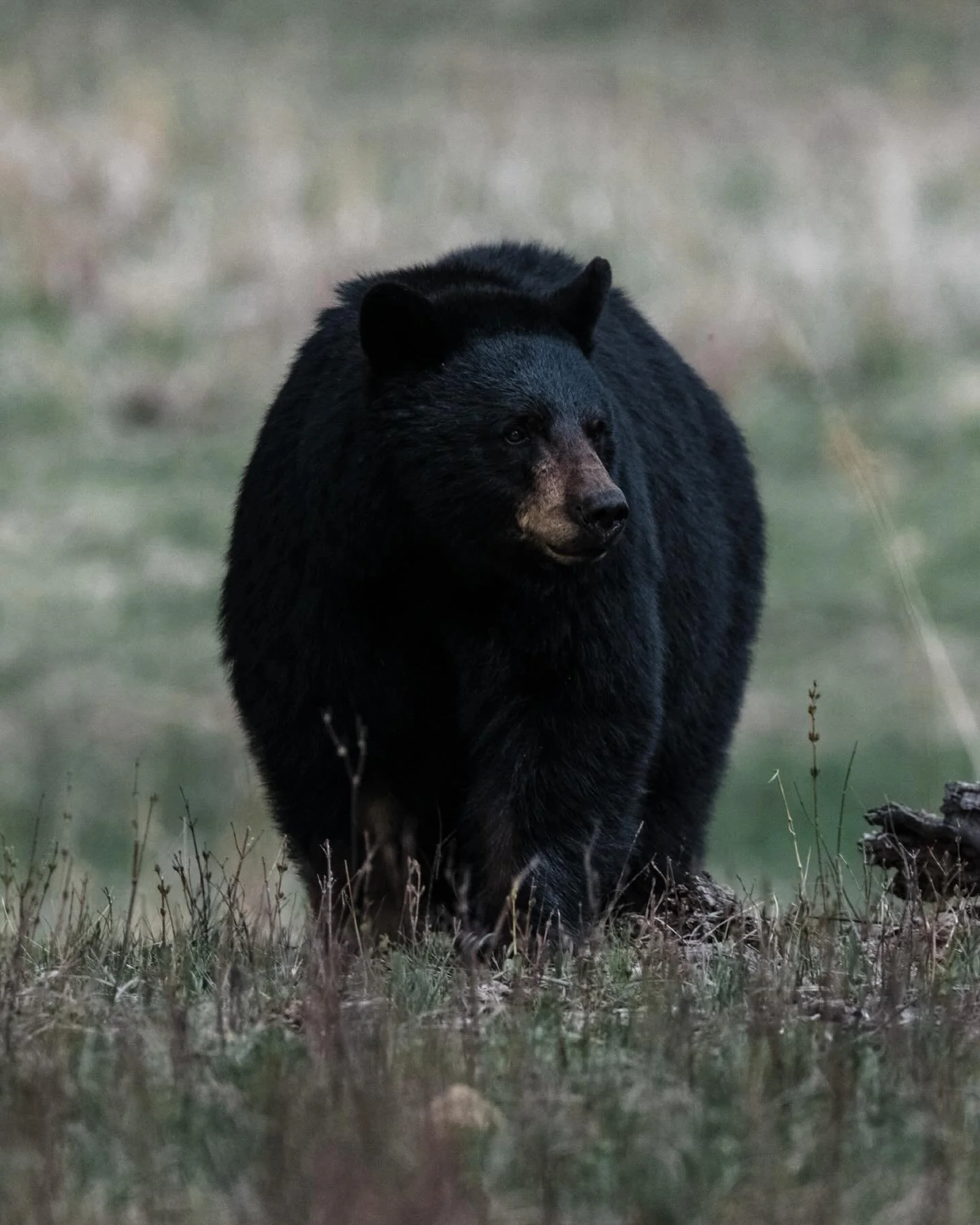 &ldquo;The farther one gets into the wilderness, the greater is the attraction of its lonely freedom.&rdquo;
- Theodore Roosevelt

Happy Earth Day 🌎 

#earthday #naturephotography #explore