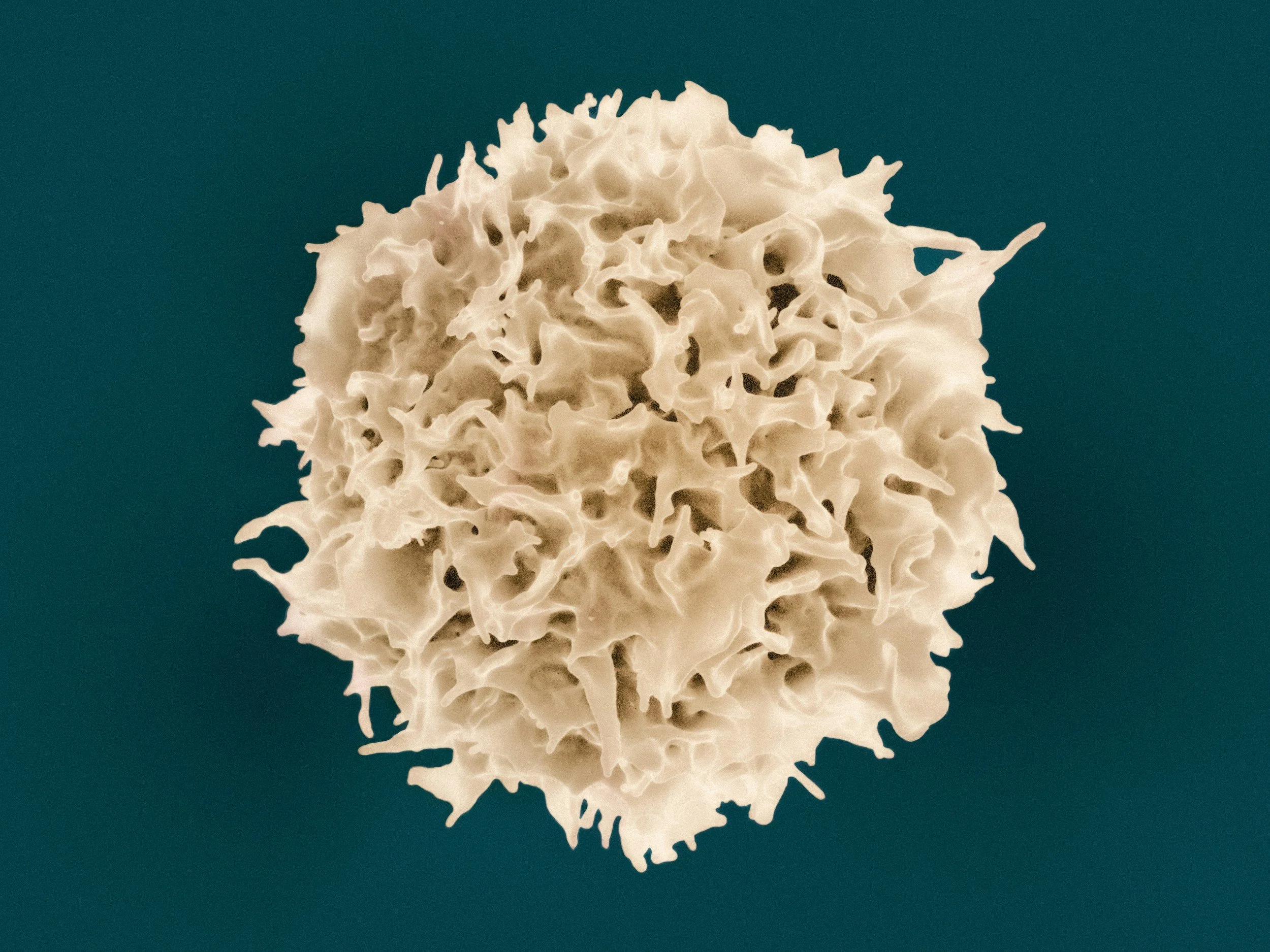 Close-up of a white, textured, spherical microorganism on a teal background.