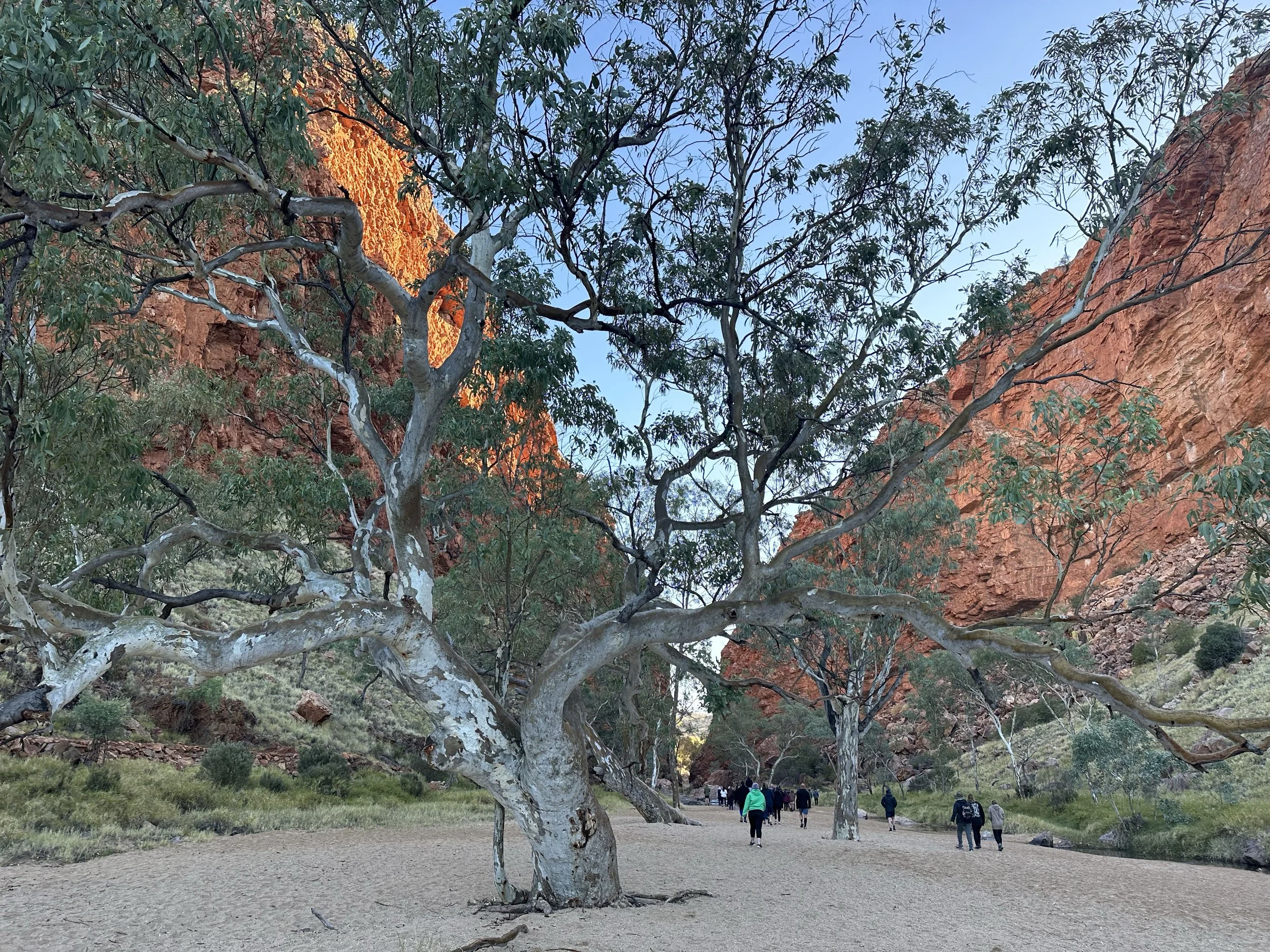 A scenic landscape with large white-barked trees, red rocky cliffs, and a group of people walking on a dirt path.