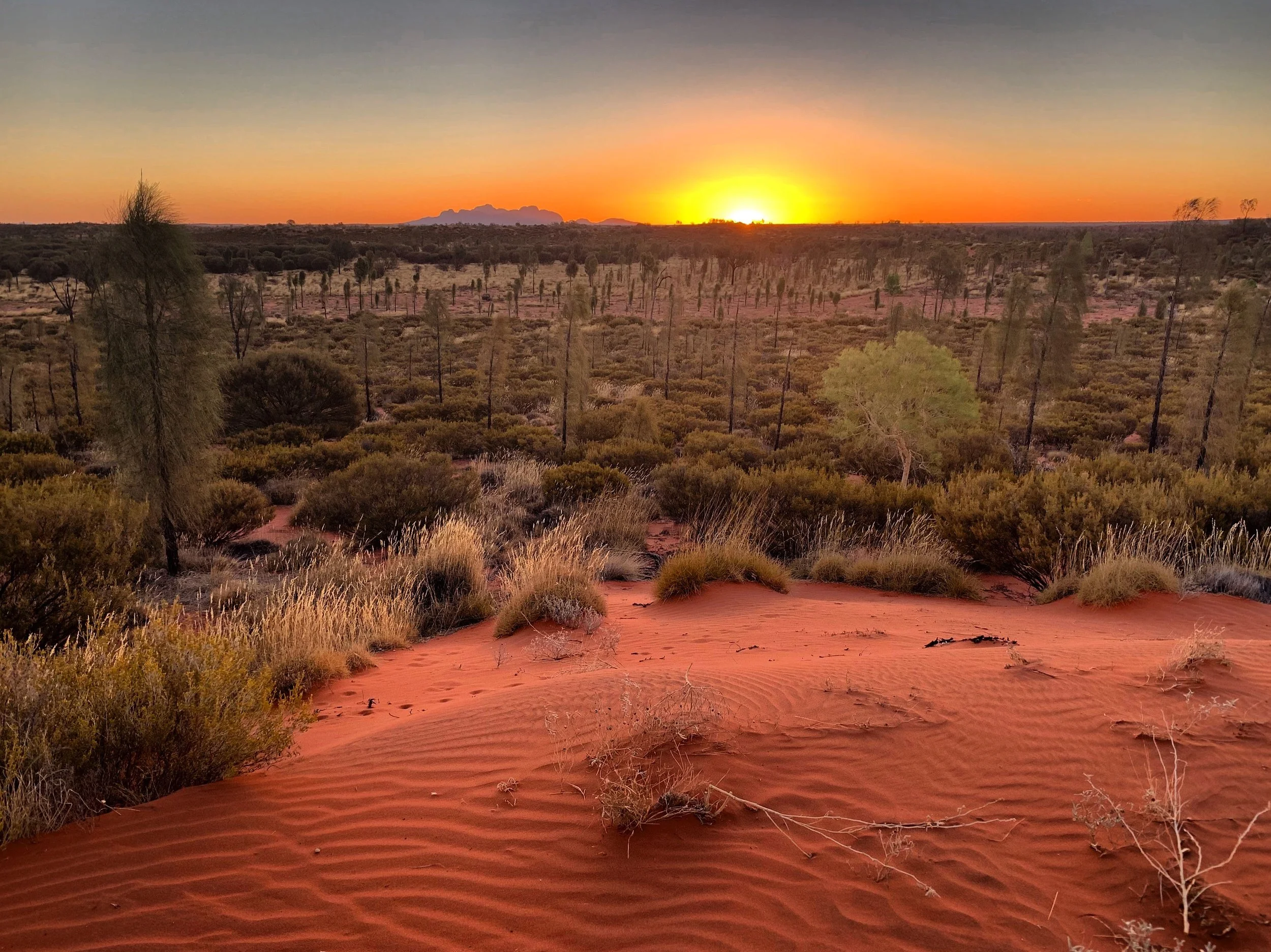 Sunset over a desert landscape with red sand dunes, scattered bushes, and sparse trees, with a distant mountain range.