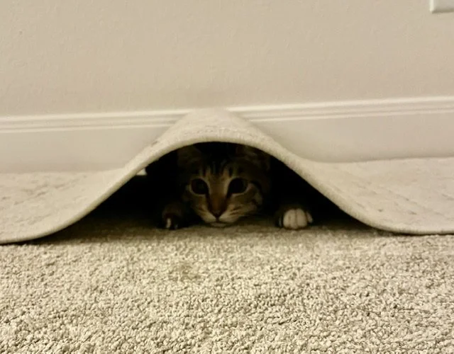 When You Feel Like Hiding Under the Rug: Managing Back-to-School Anxiety
