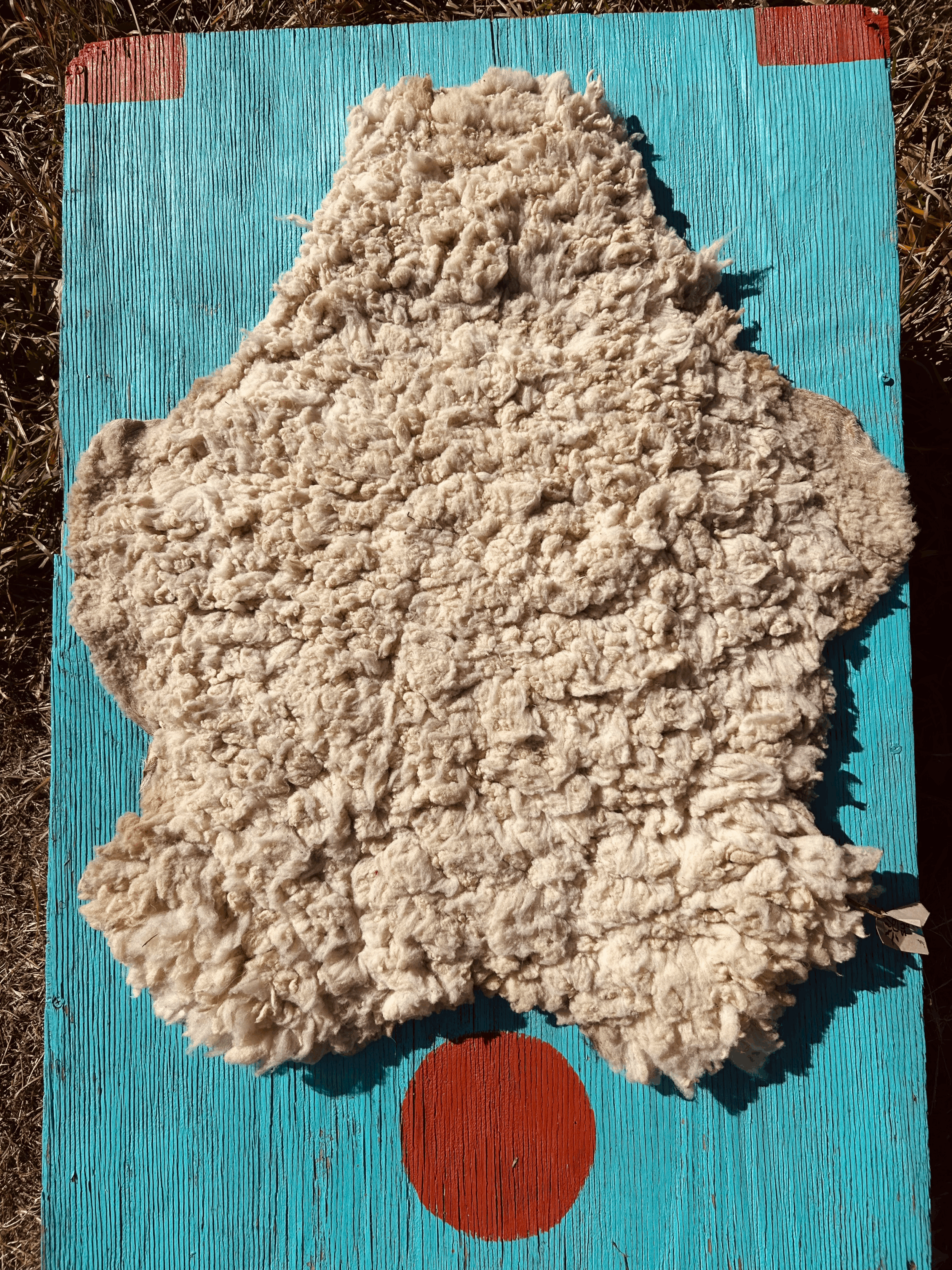 sheep skin: rambouillet