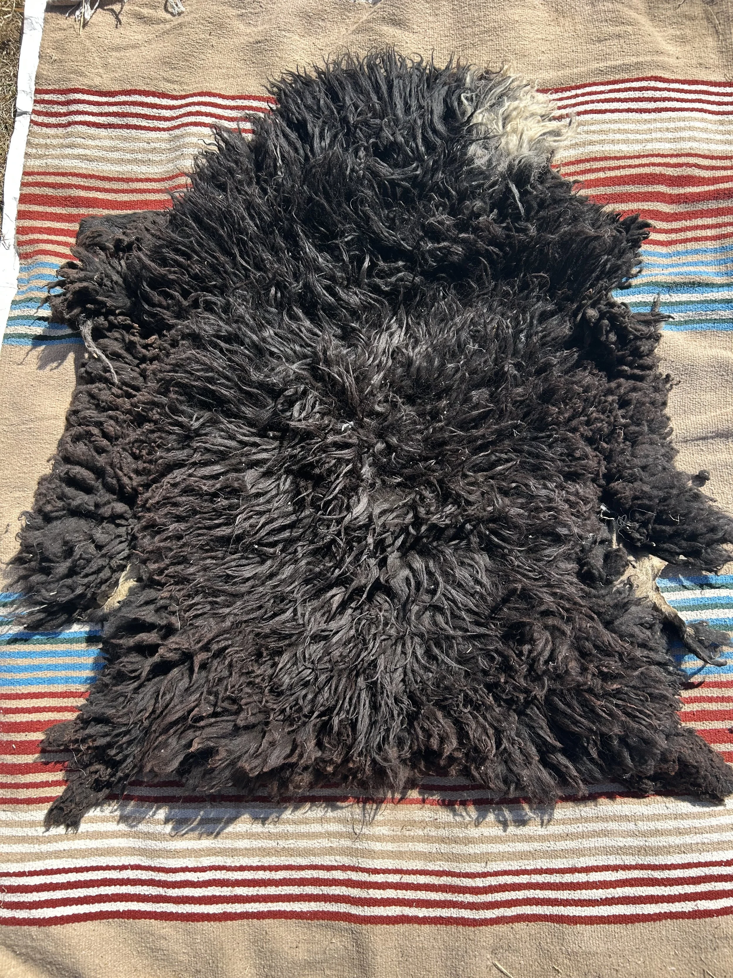 navajo churro sheep skin: hierba