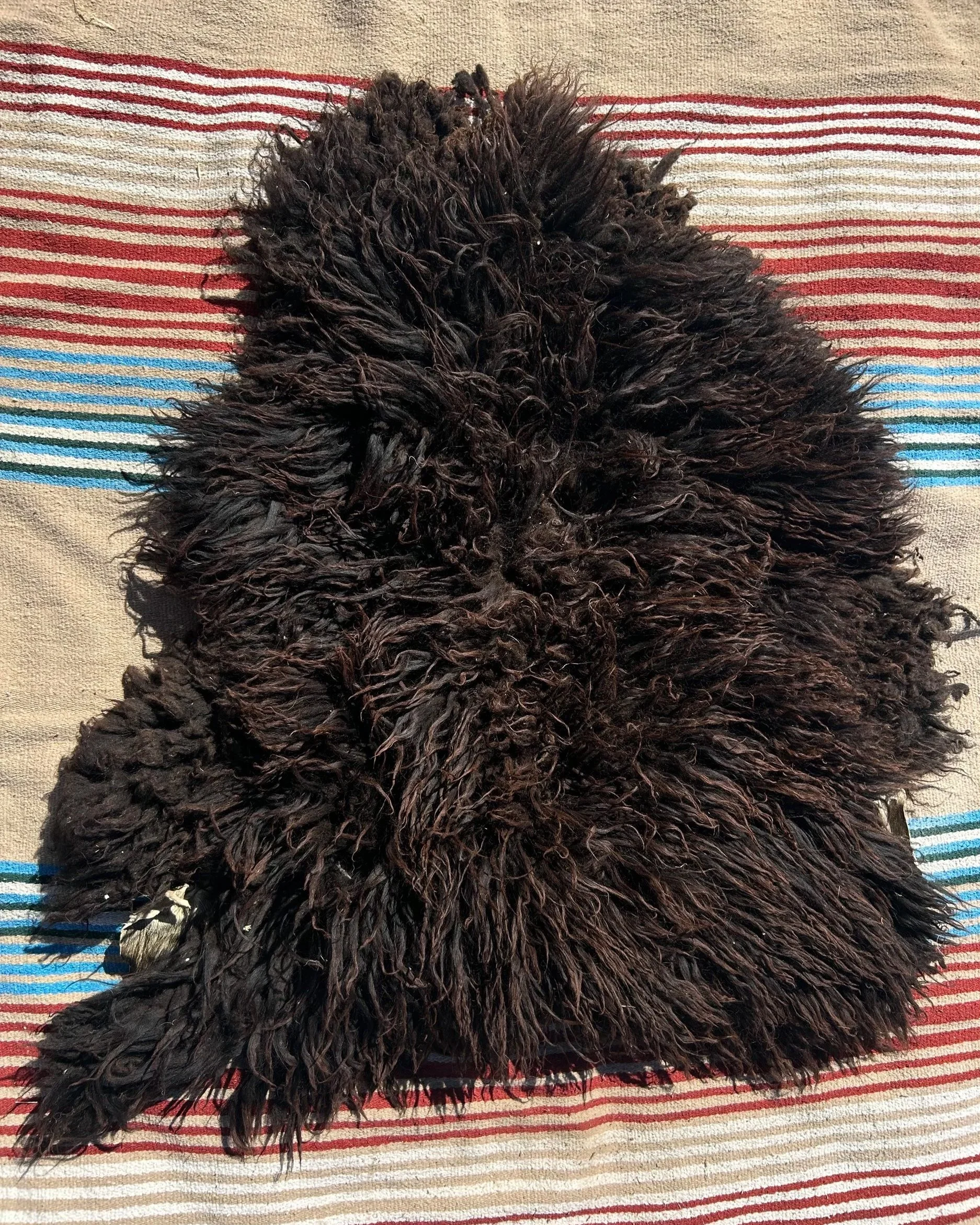 navajo churro sheep skin: frankie