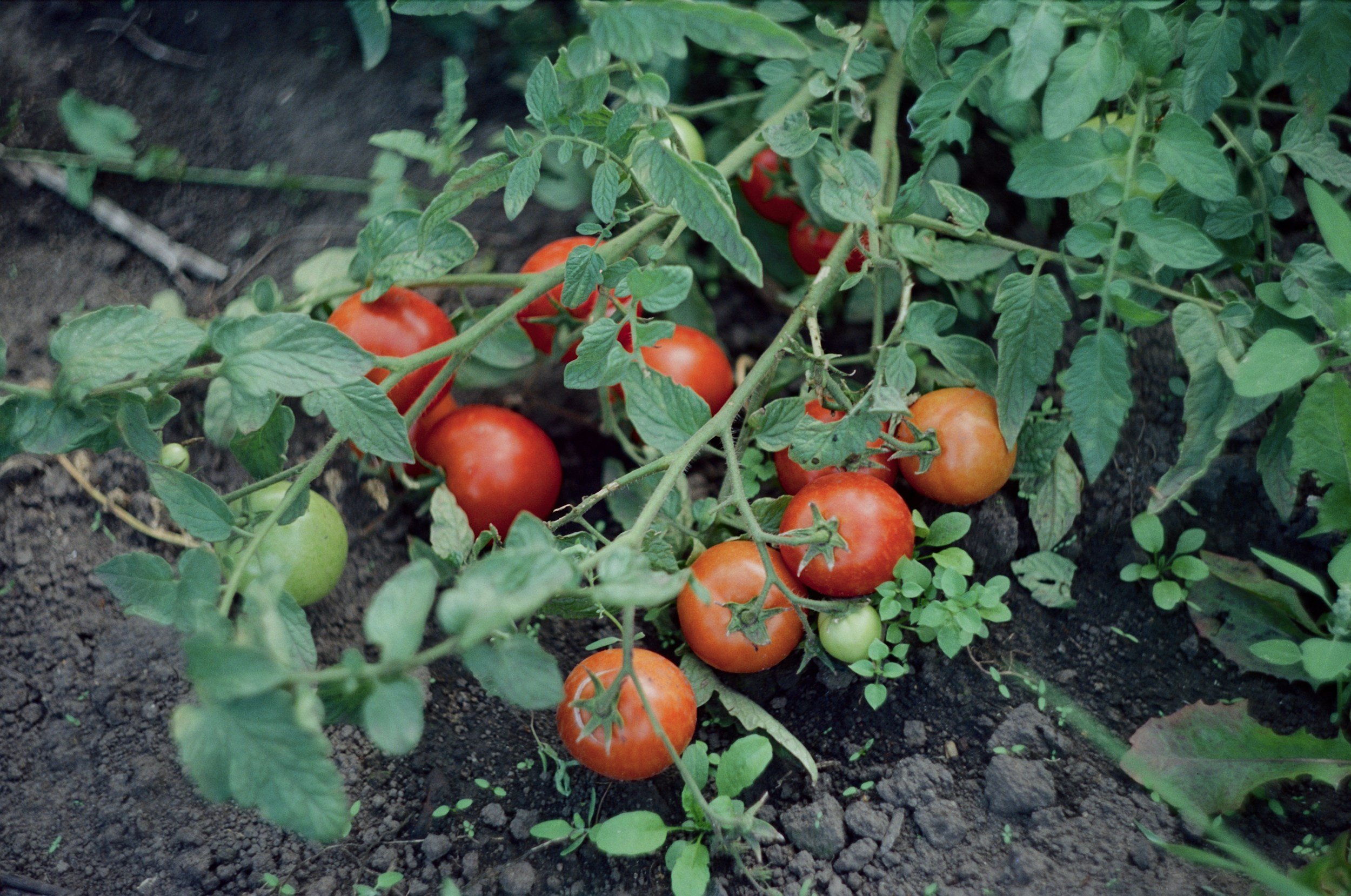 Growing tomato plants with ripe red tomatoes and unripe green tomatoes in soil