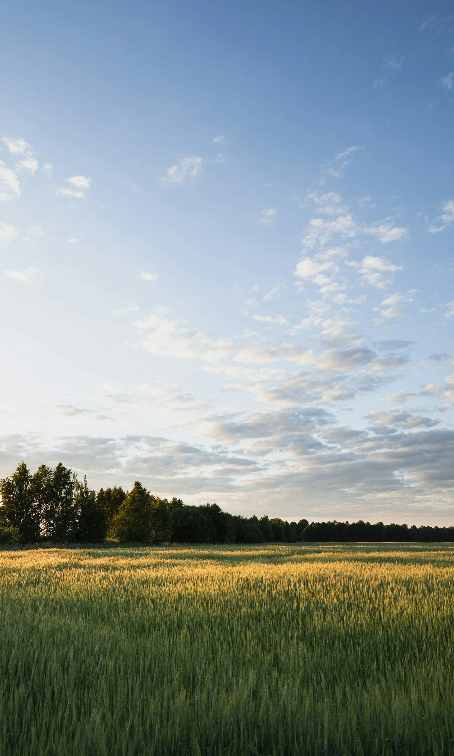 A landscape of a green field with tall grass and trees in the background under a partly cloudy sky at sunset.