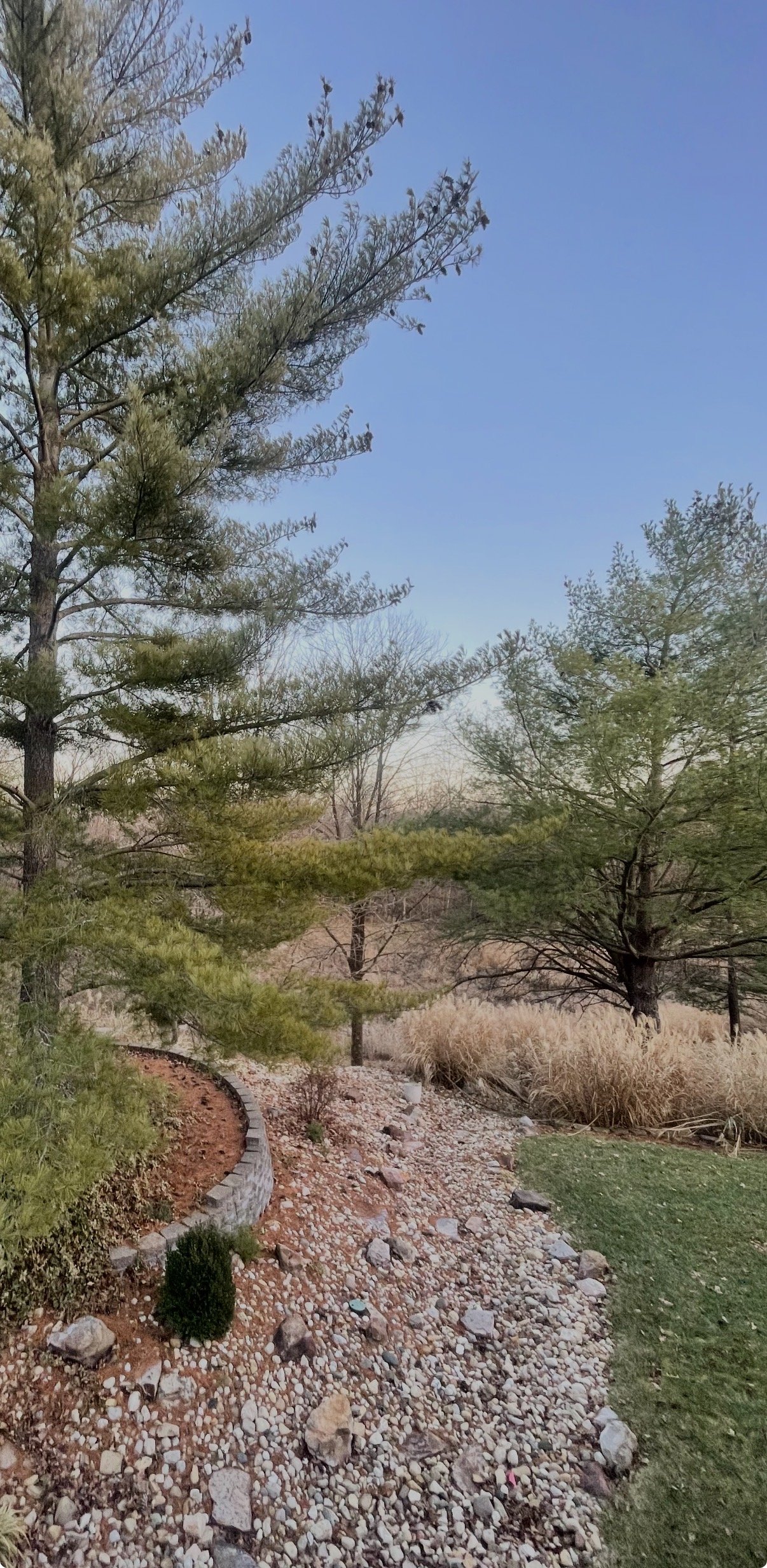 A peaceful outdoor garden scene with tall pine trees, dry ornamental grasses, and a curved stone-lined garden bed under a clear sky.