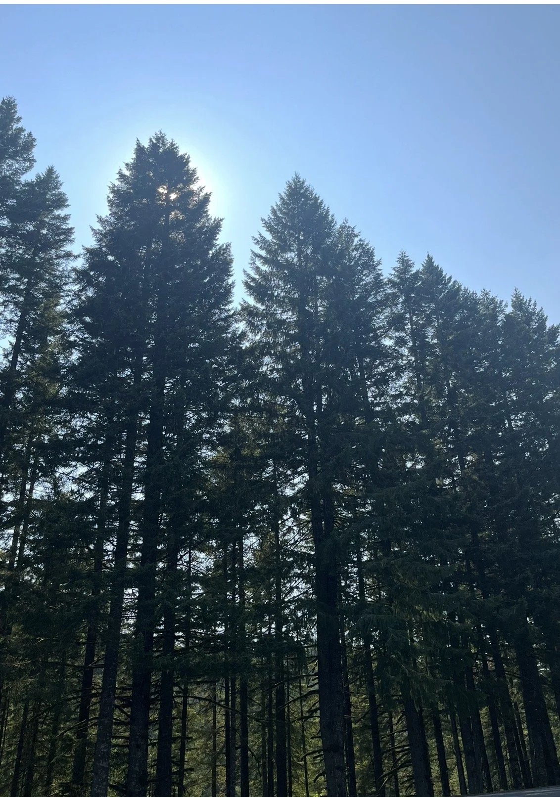 Tall evergreen trees in a forest under a clear blue sky with the sun visible behind one of the trees.