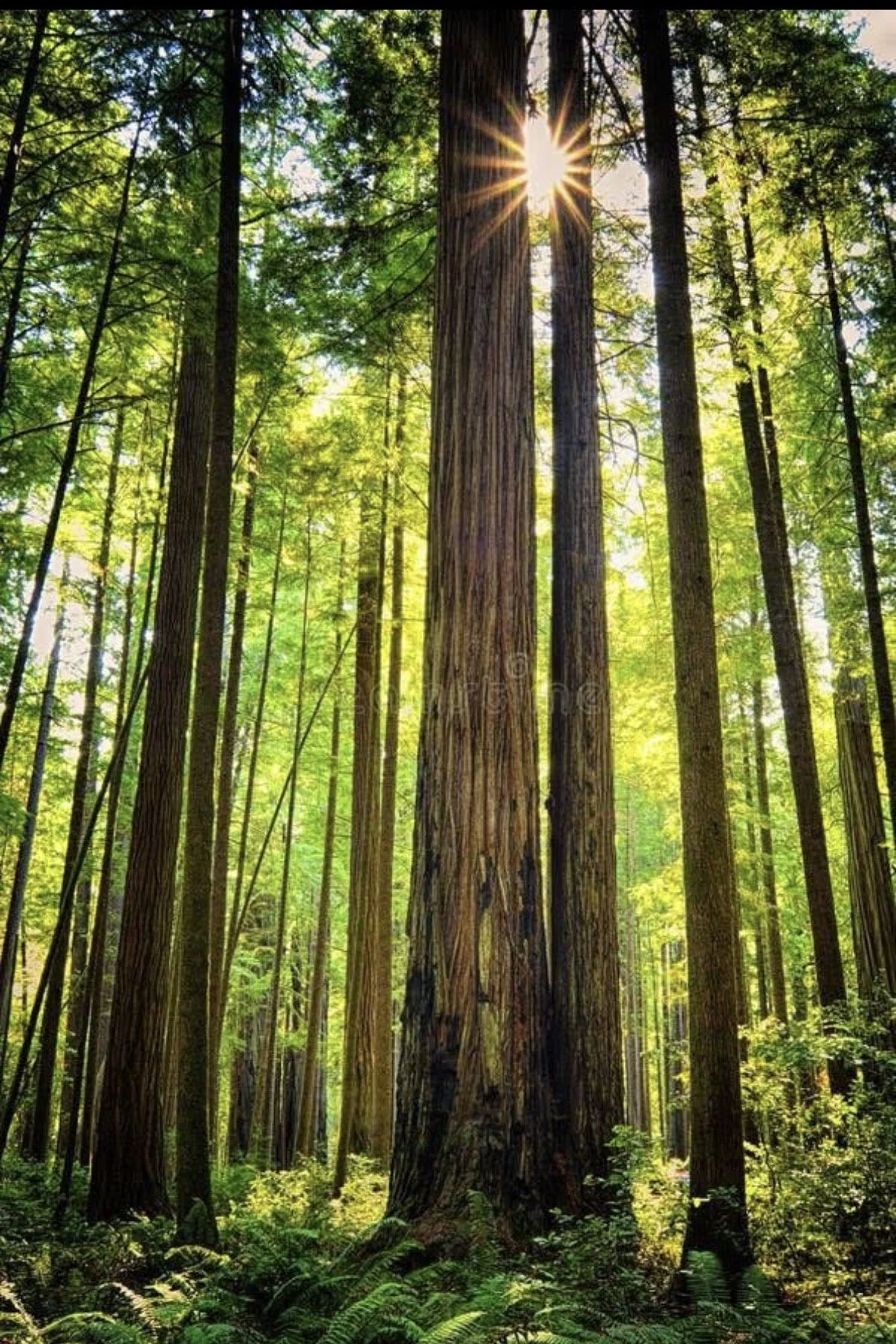 Tall redwood trees in a dense forest with sunlight filtering through the green canopy.
