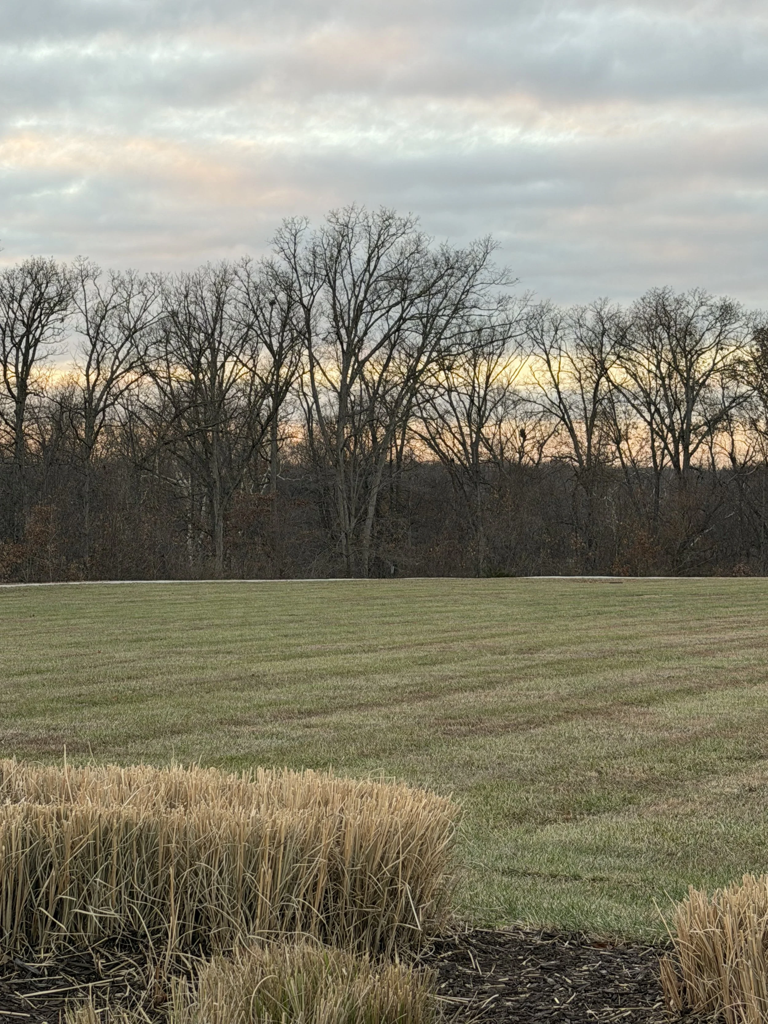Open grassy field with ornamental grass in the foreground, leafless trees in the background, and a partly cloudy sky at sunset.