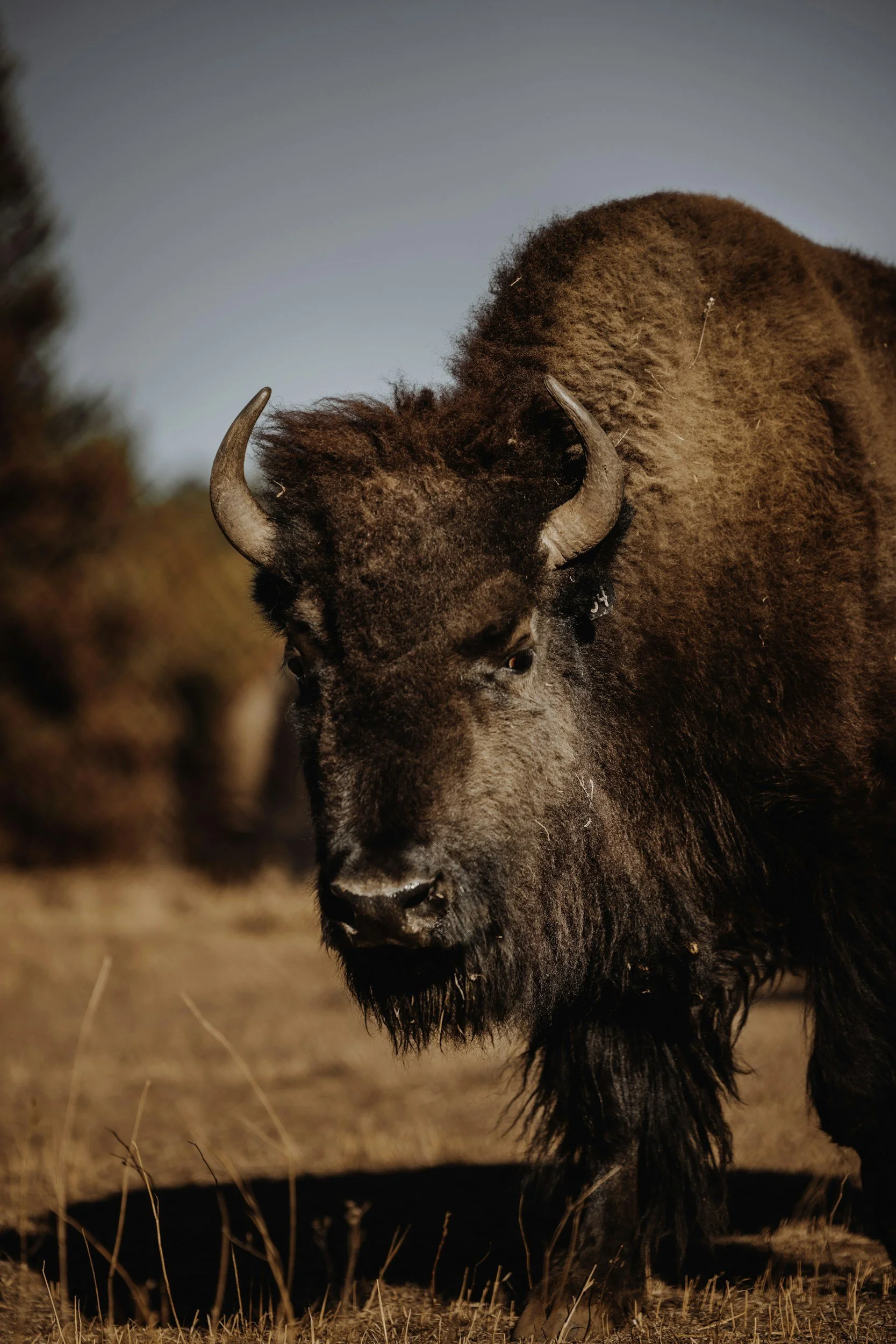 Close-up of an American bison’s head with shaggy fur and curved horns