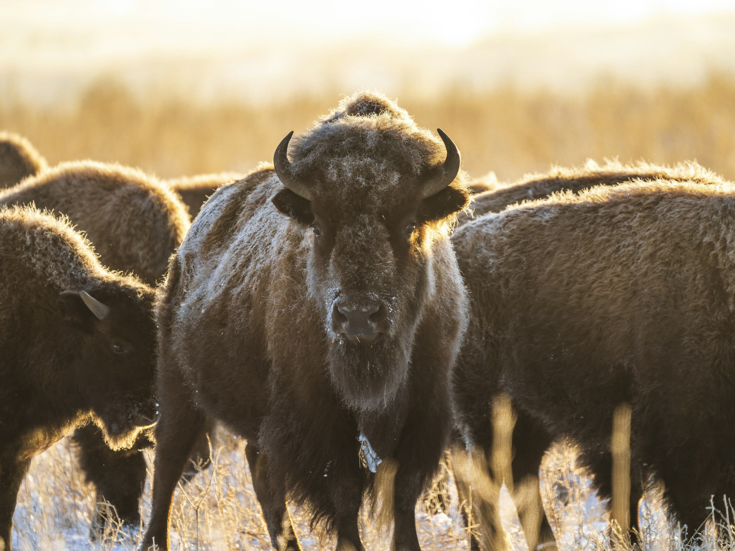 A herd of bison in a field at sunset, with one bison in the center looking directly at the camera.