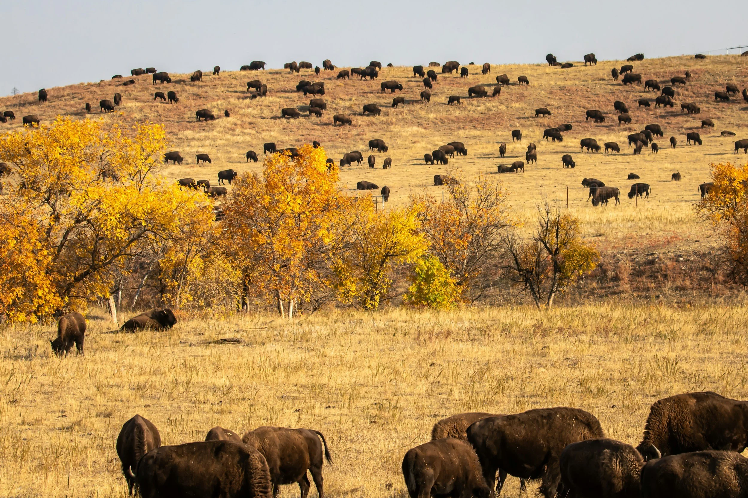 Bison heard grazing in open prairie field during the fall.