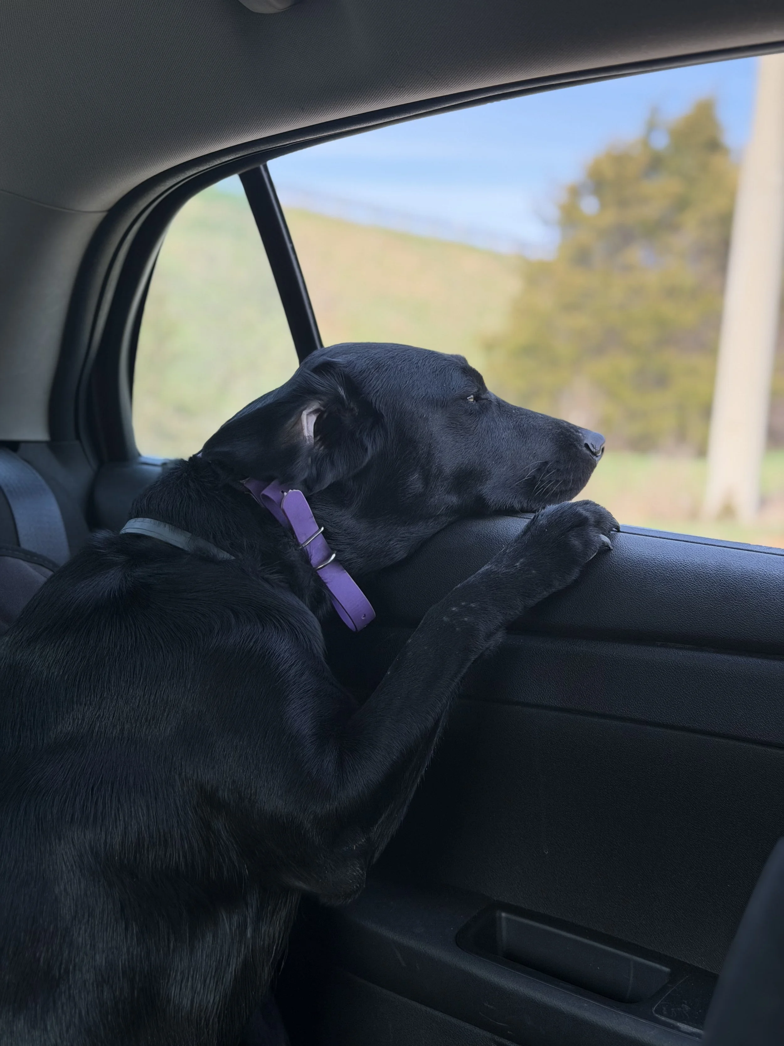 Sleepy black lab staring out car window.