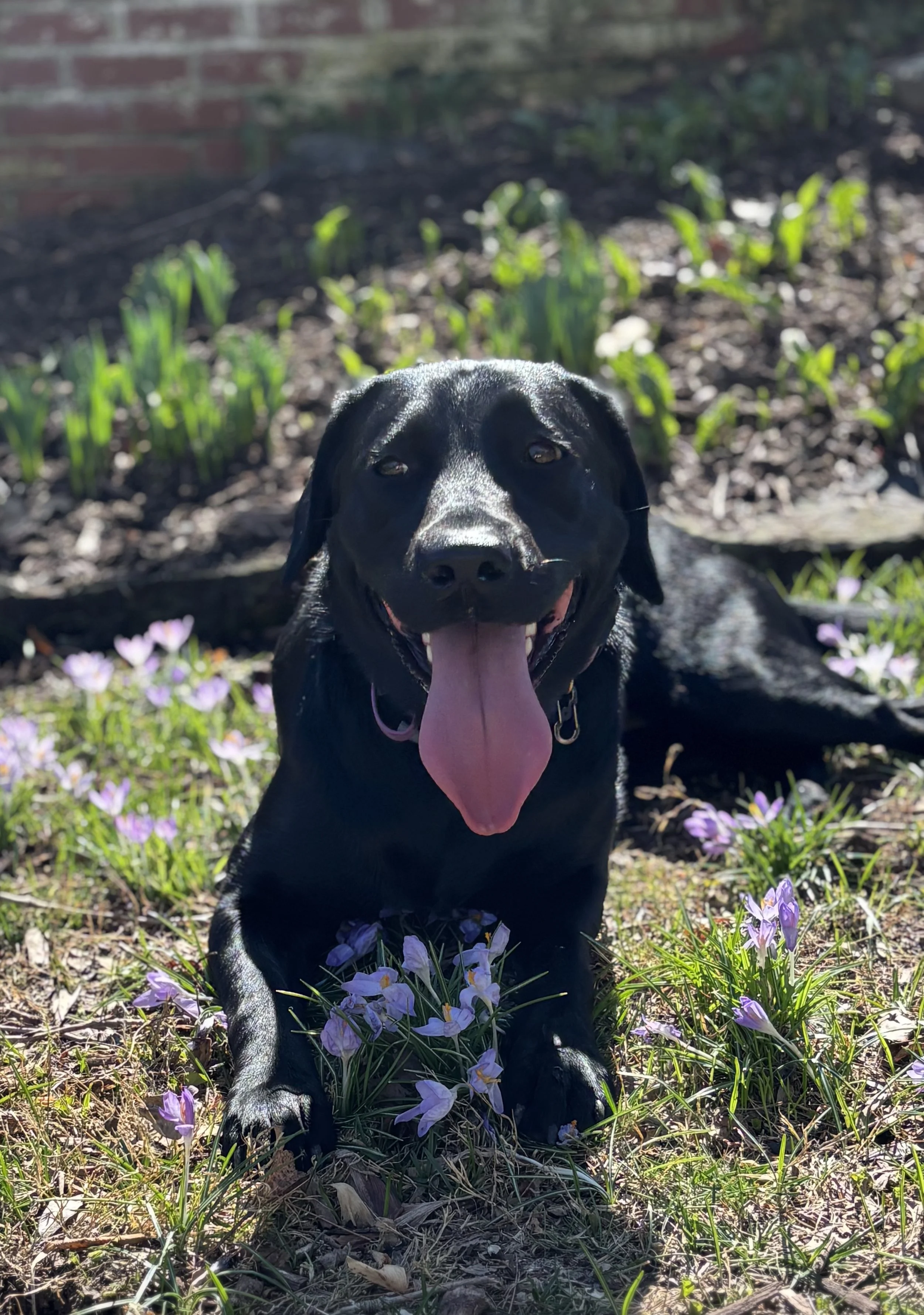 Black lab laying in flowers.