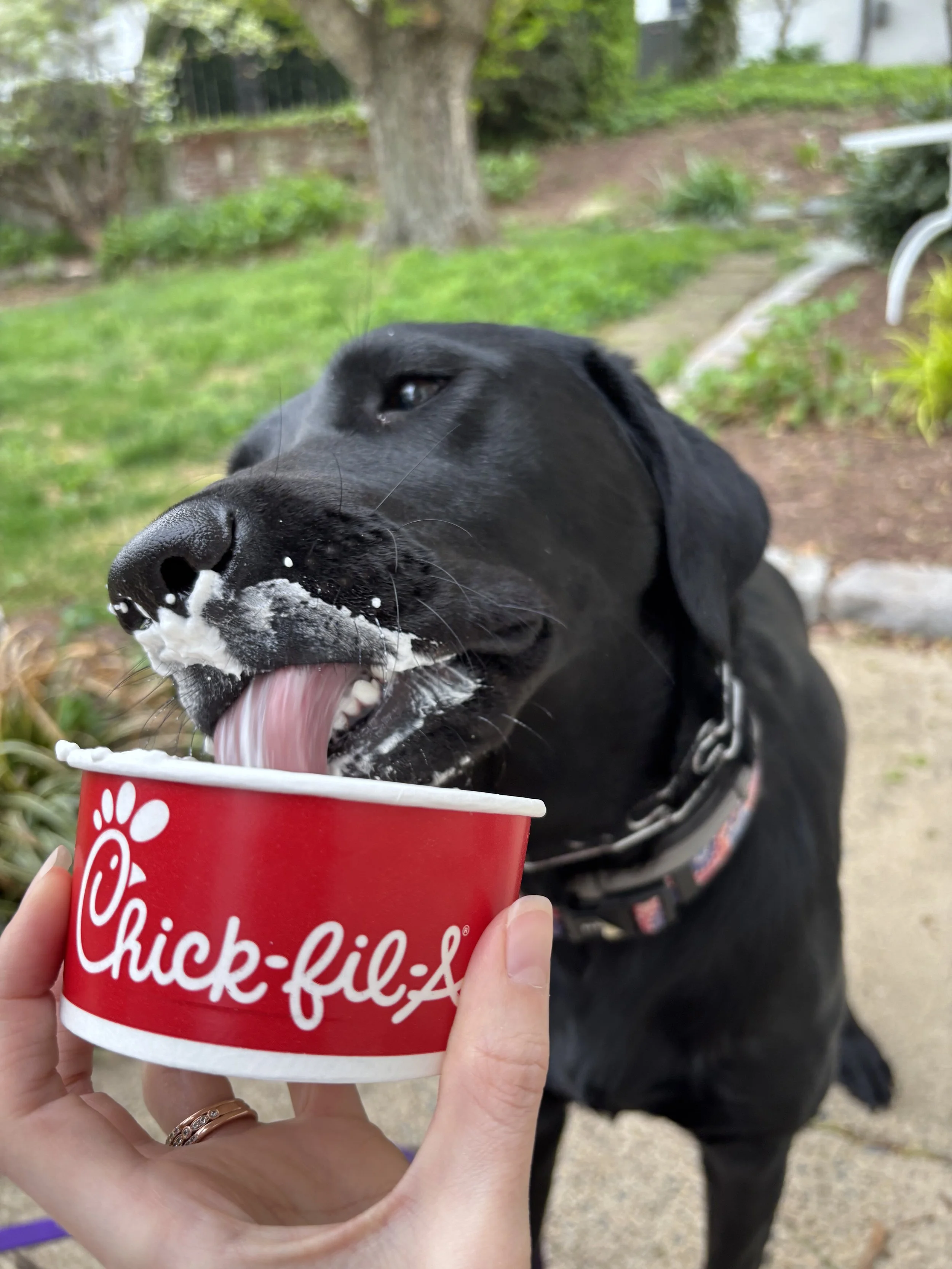 Black lab licking ice cream.