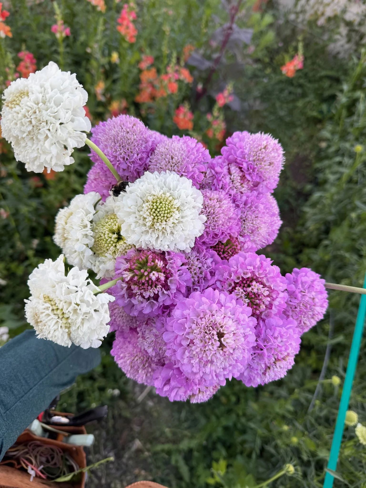 Scabiosa