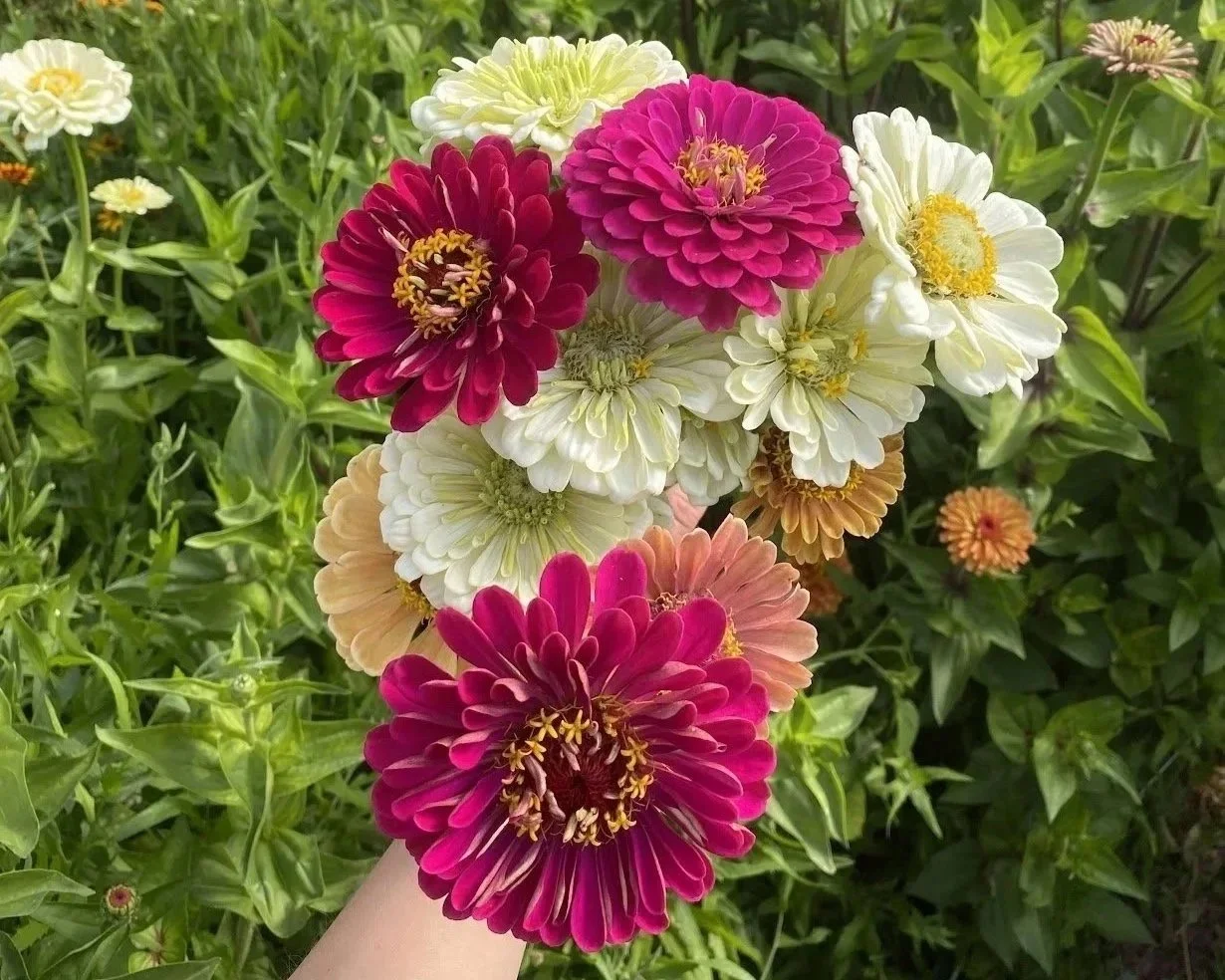 Zinnias