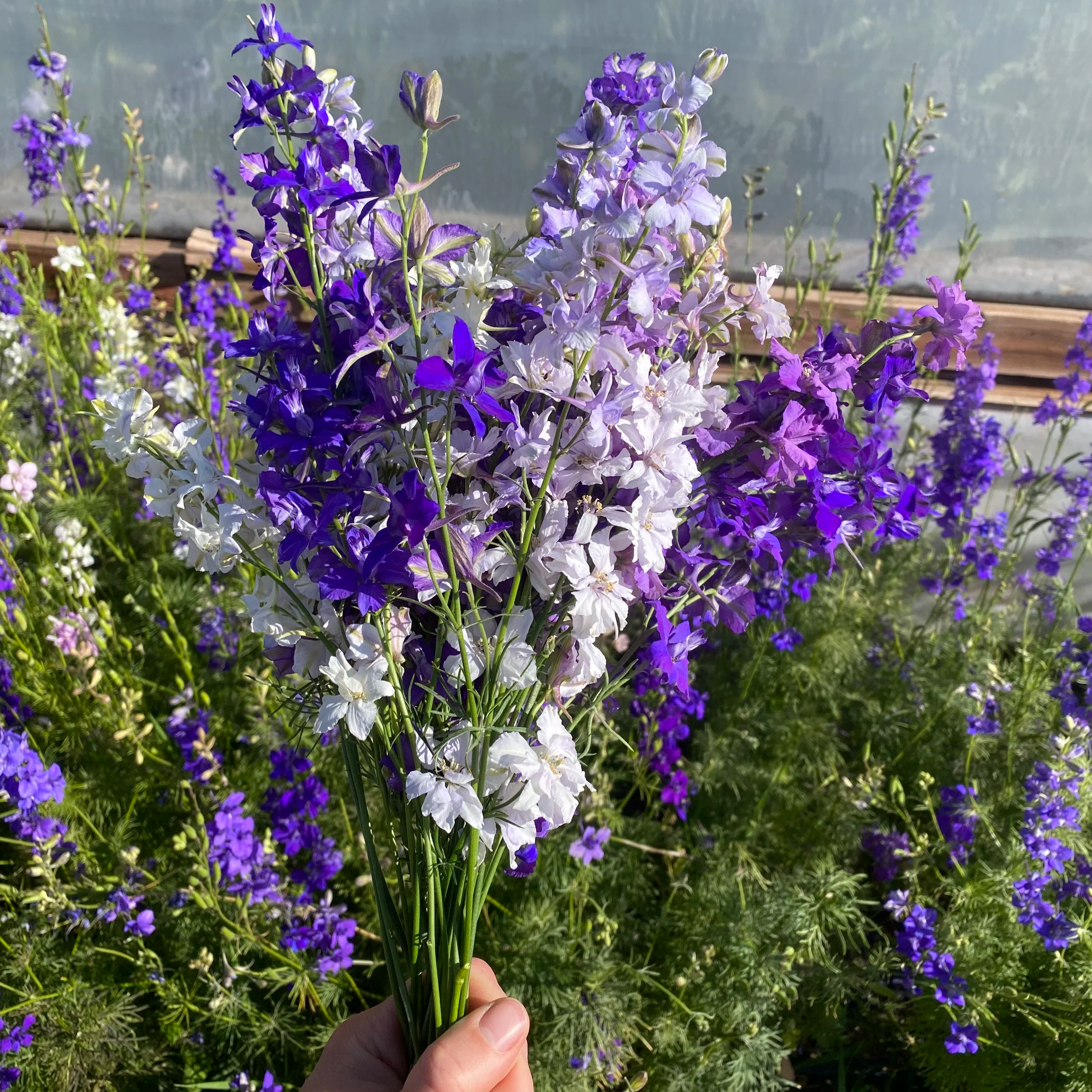 Larkspur