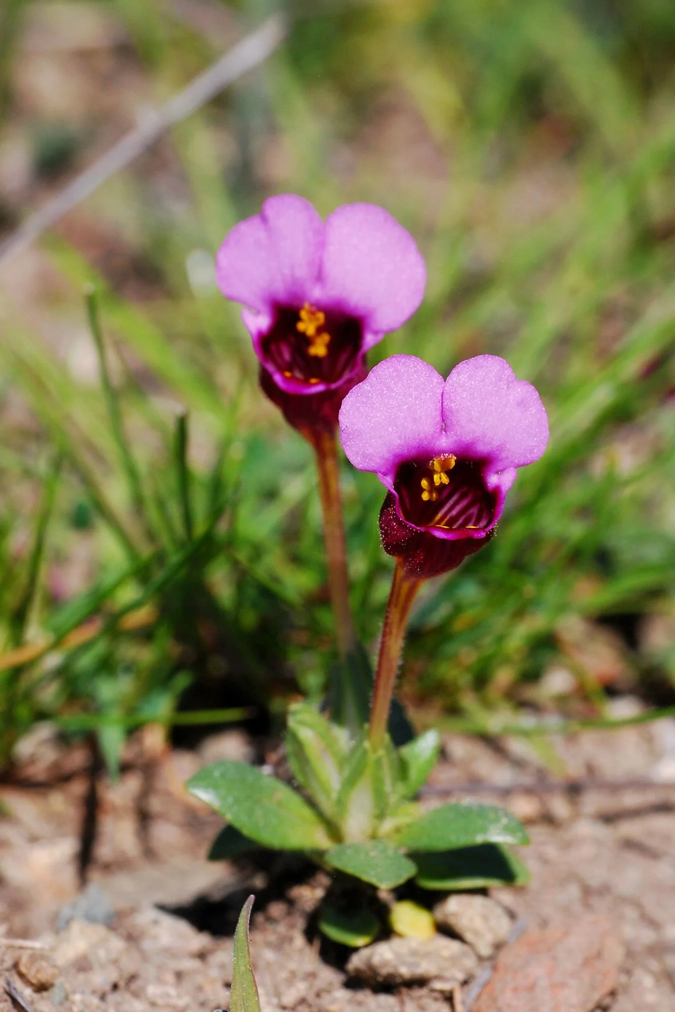 2007-03-14 EW IMG18267-CR4x6-LC-FR-SA+20-USM2-16.jpg