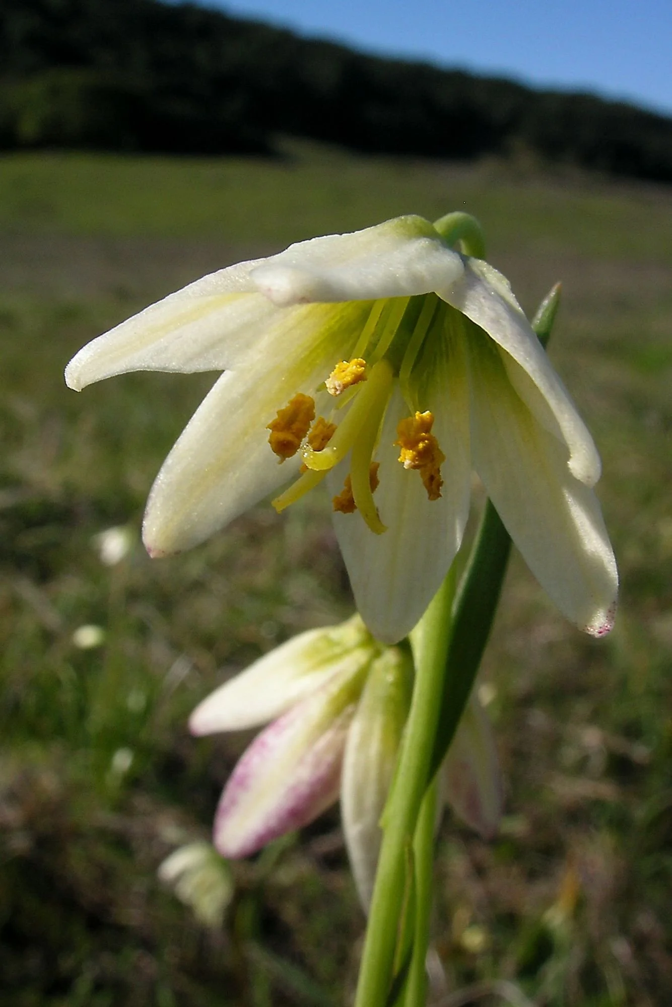 2007-03-02 EW IMG17896-CR4x6-LC-FR-SA+20-USM2-20.jpg