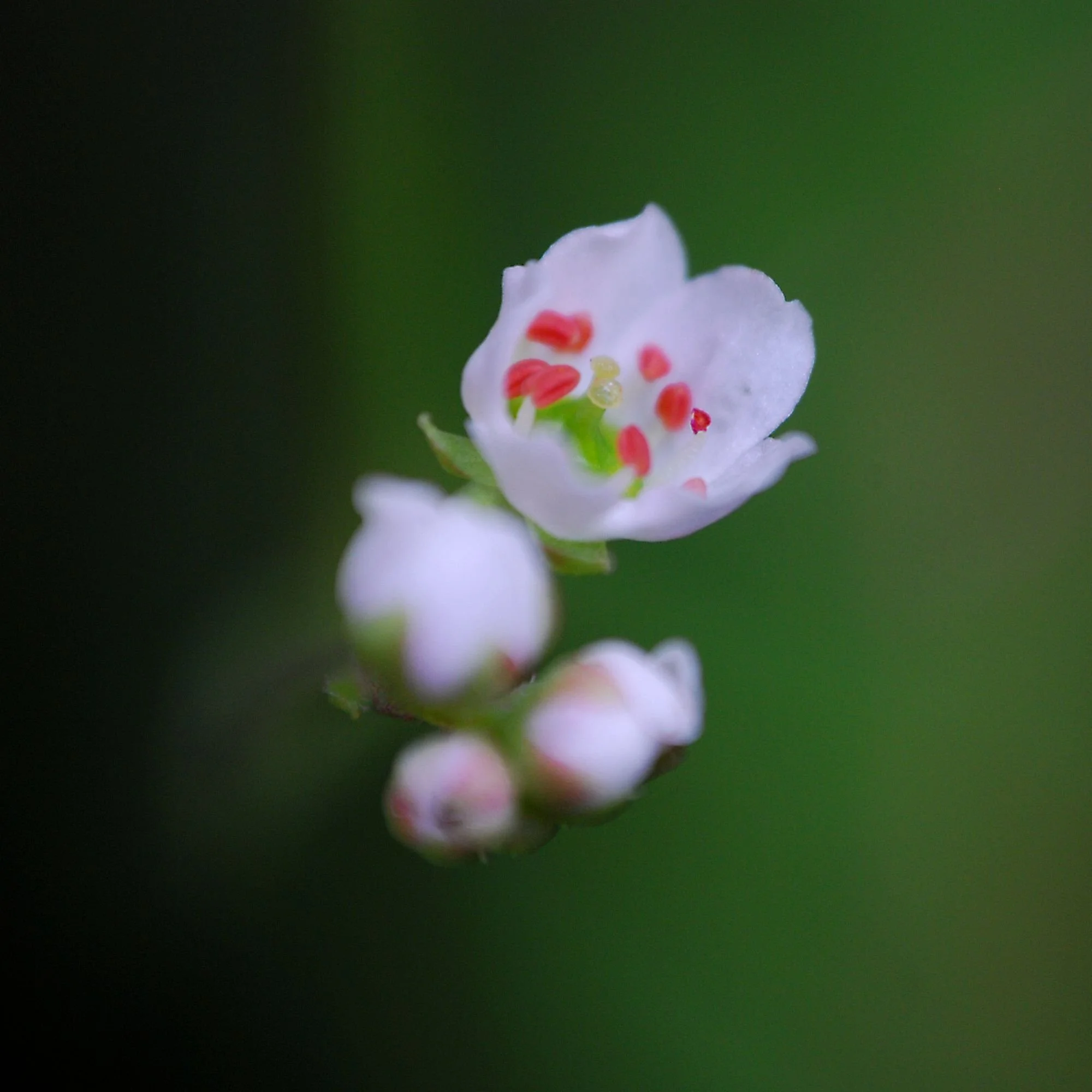 2007-03-01 EW IMG17842-CR4x4-LC-FR-SA+20-USM4-20.jpg