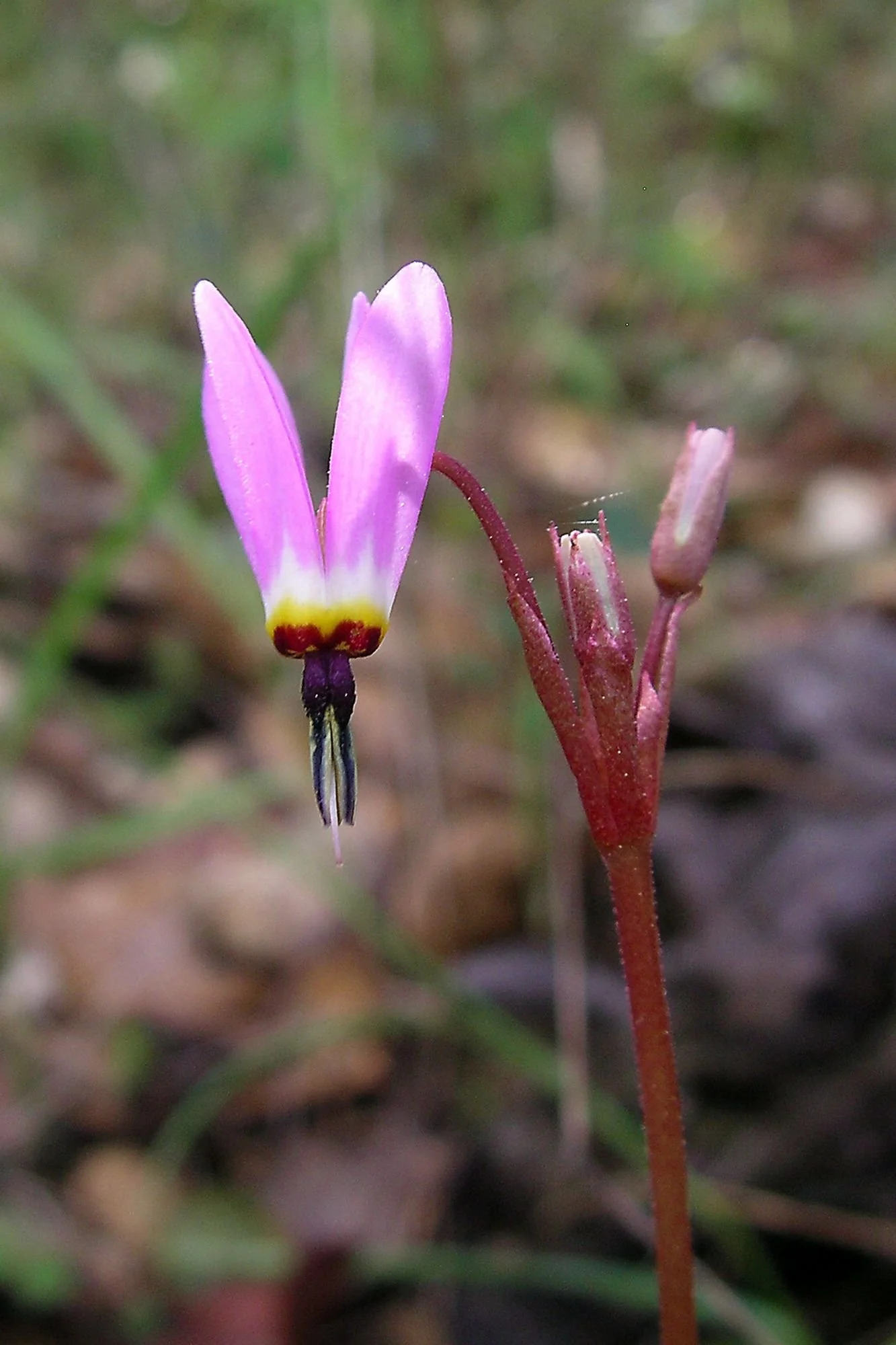 2007-03-09 EW IMG18222-CR4x6-LC-FR-SA+20-USM2-16.jpg