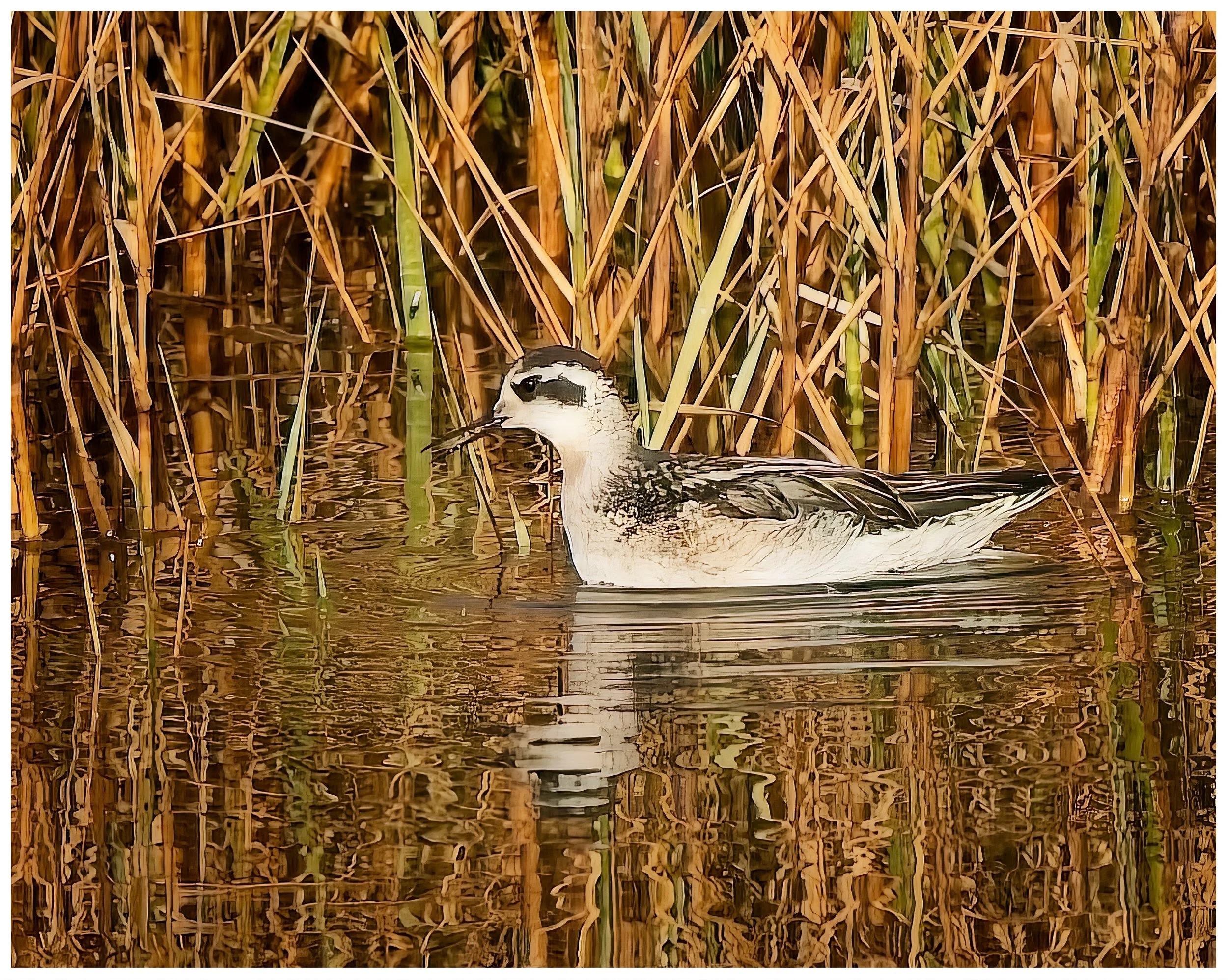 Red-breasted Phalarope