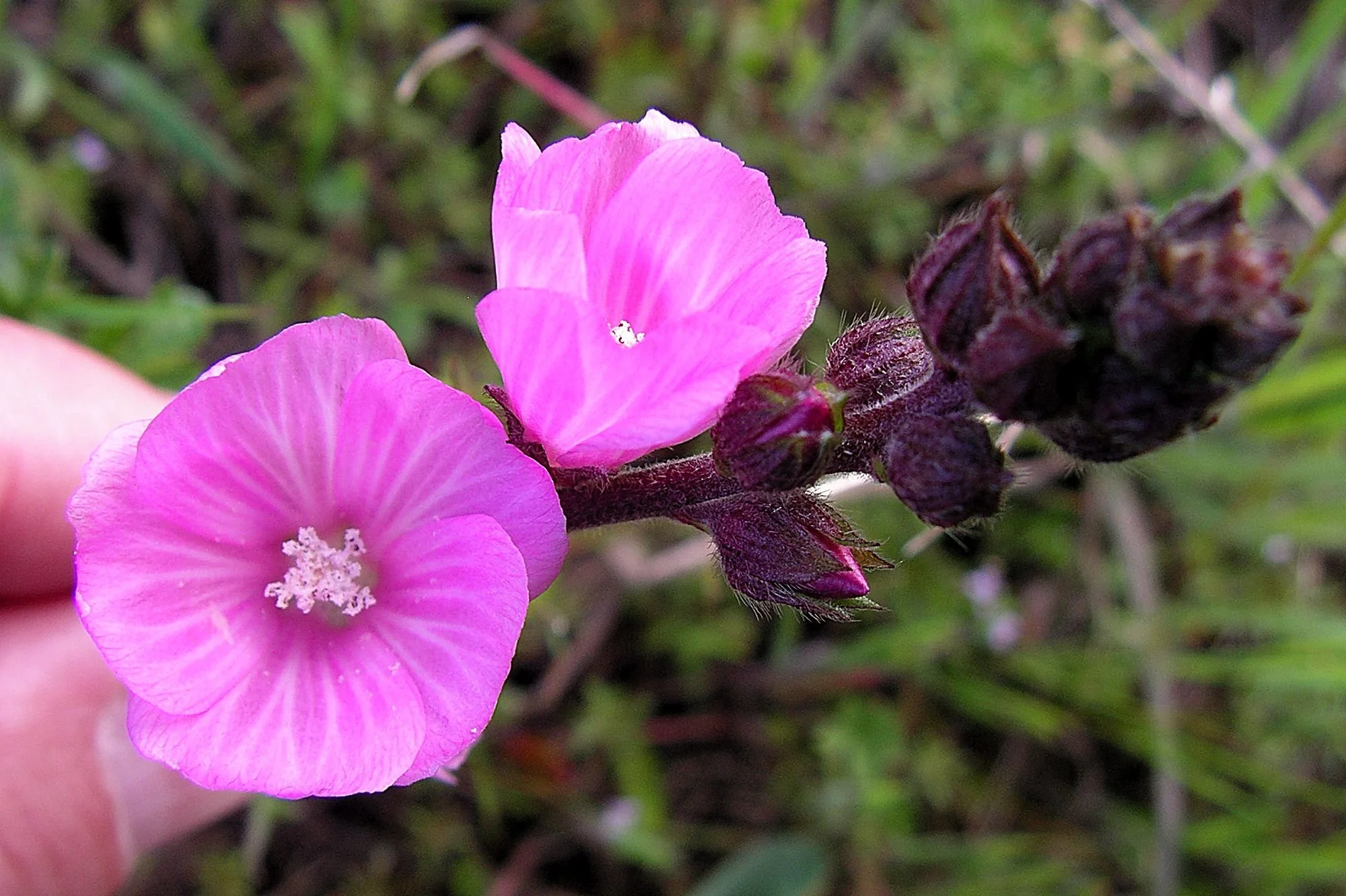 2006-04-05 EW IMG10400-CR4x6-BC-SA+10-USM2-0.jpg