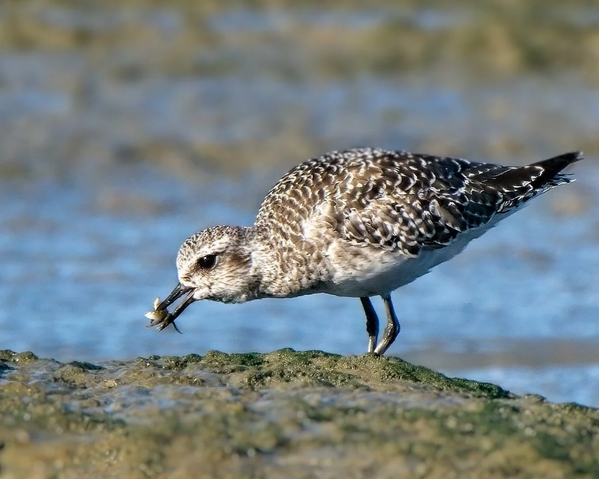 Black-bellied Plover