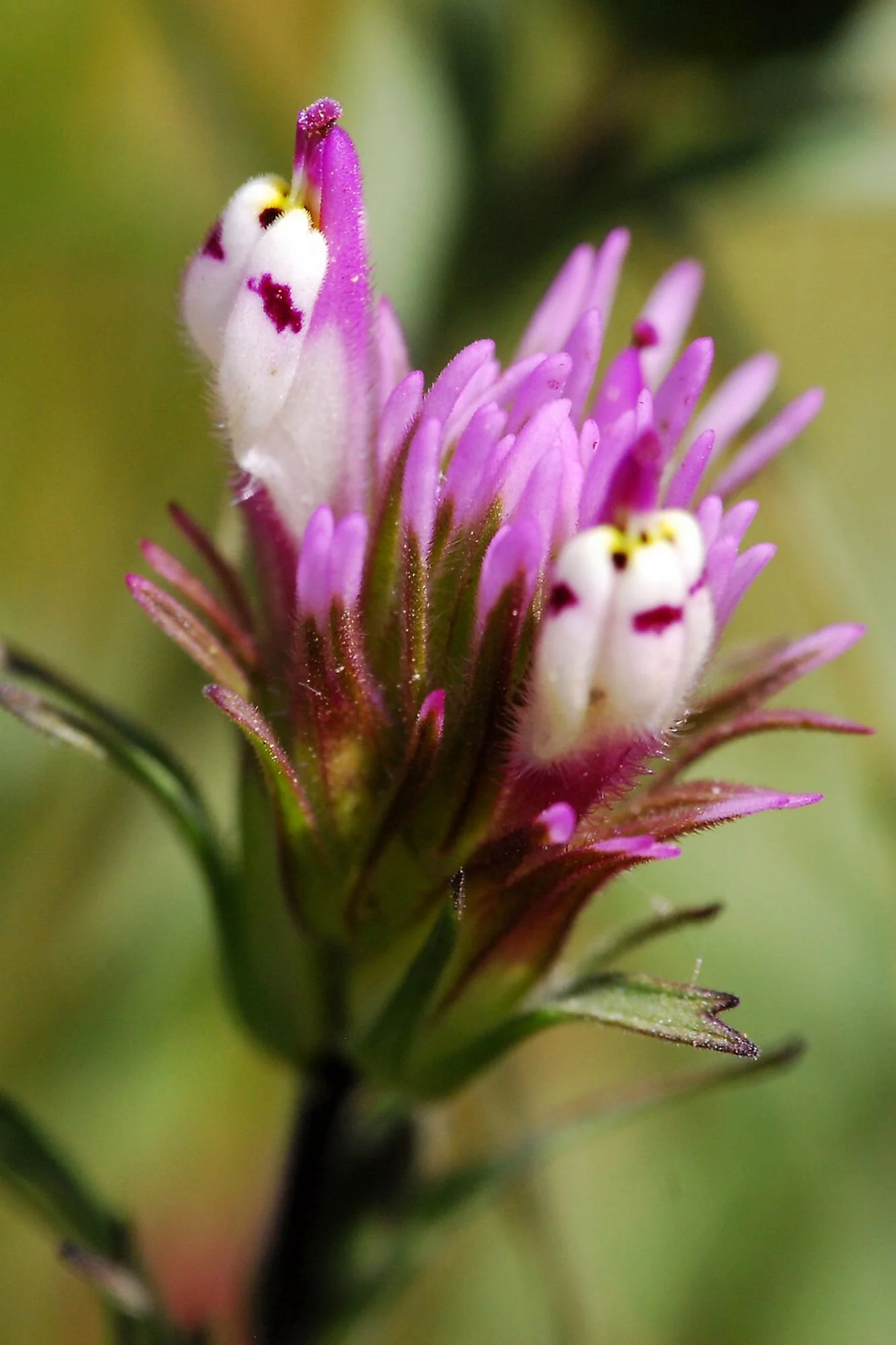 2007-04-10 EW IMG18951-CR4x6-LC-FR-SA+20-USM2-16.jpg